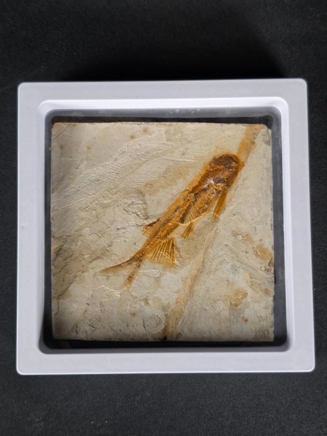 Fish - Fossilised animal - Lycoptera - 11 cm (No reserve price)