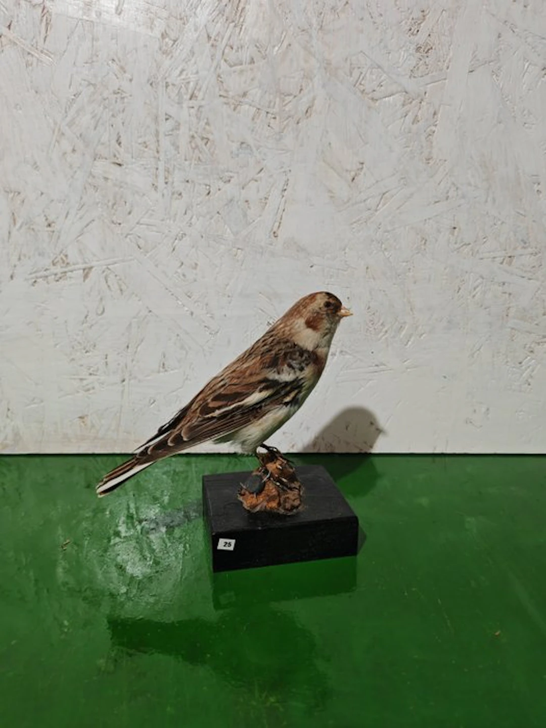 Zigolo of the Snows Taxidermy full body mount...