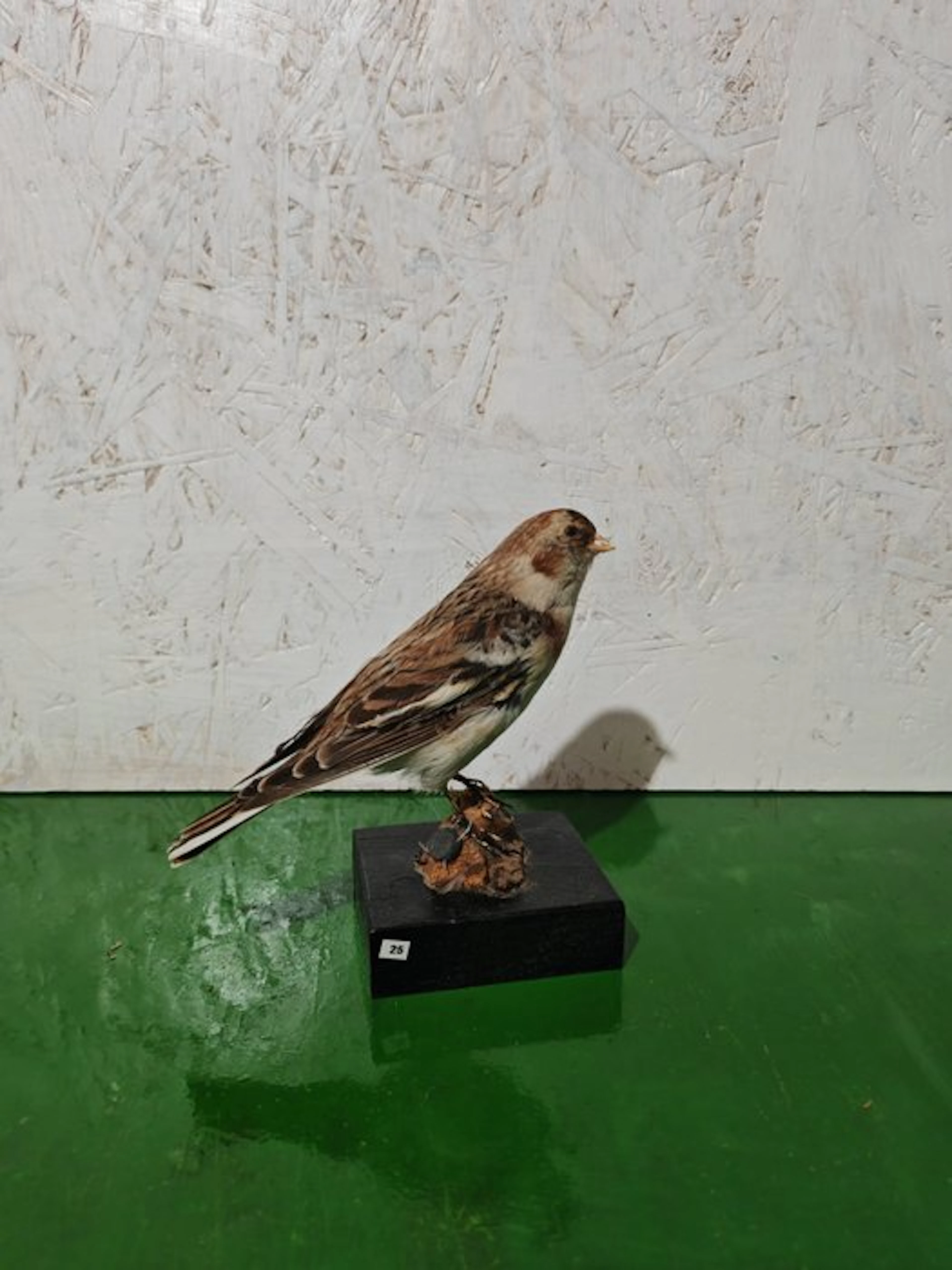 Zigolo of the Snows Taxidermy full body mount...