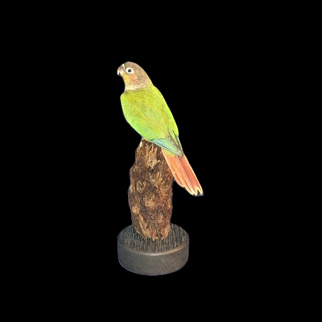 Yellow-sided parakeet Taxidermy full body mount...