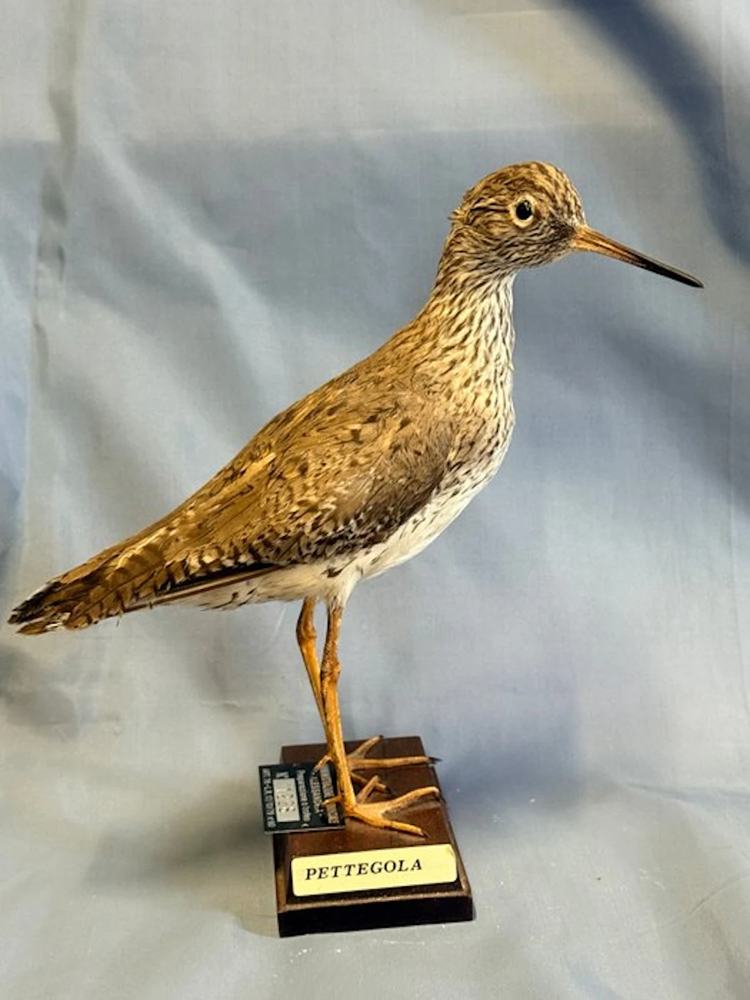 Gossip Taxidermy full body mount - Tringa totanus (with...