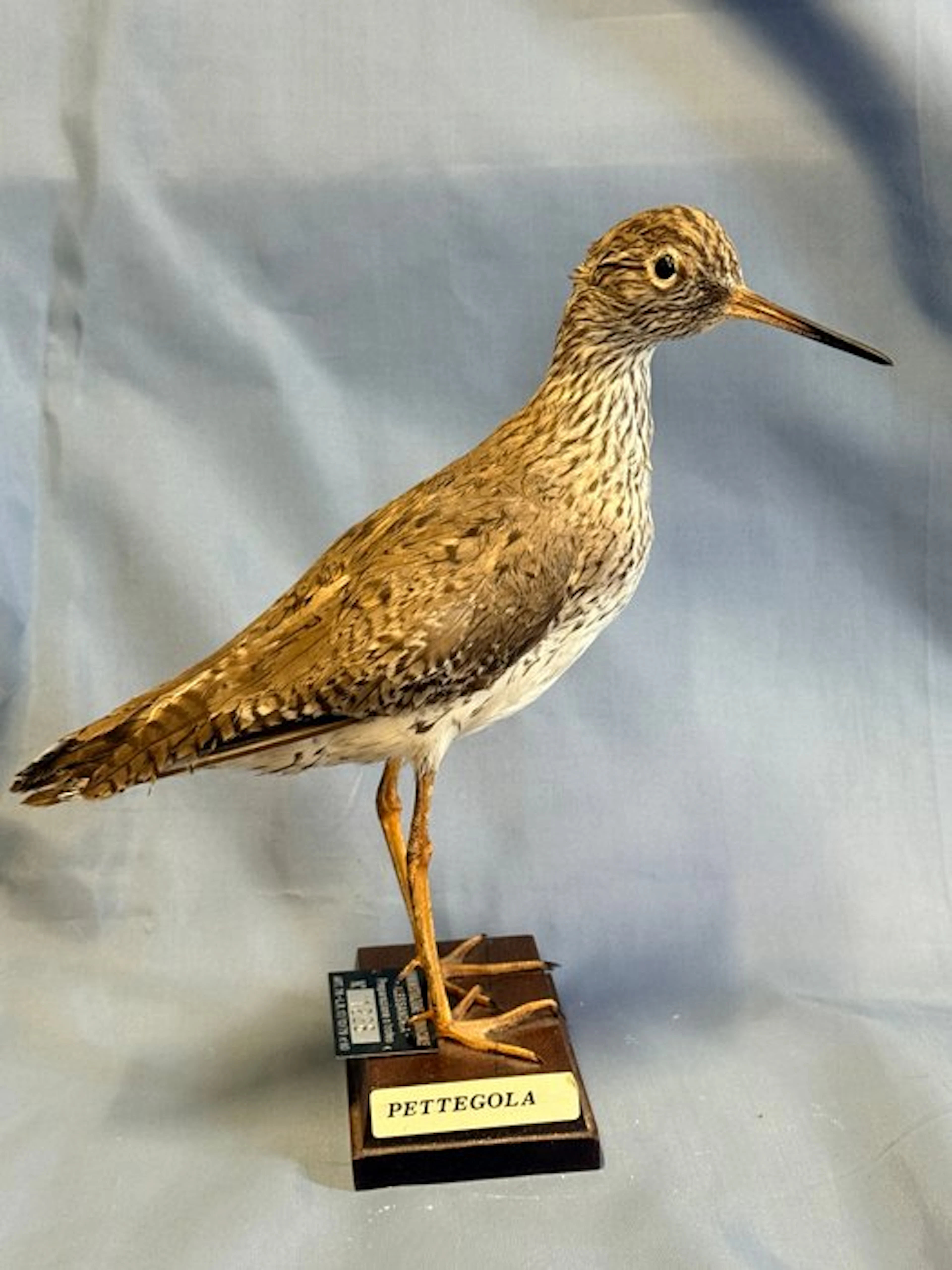Gossip Taxidermy full body mount - Tringa totanus (with...
