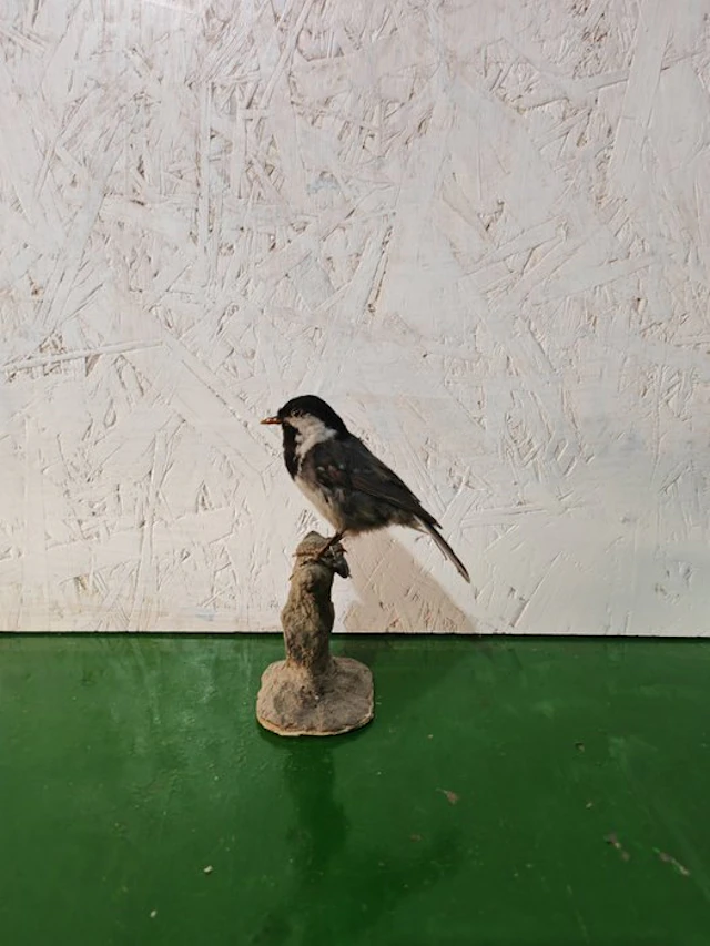 brown titmouse Taxidermy full body mount - Periparus ater...