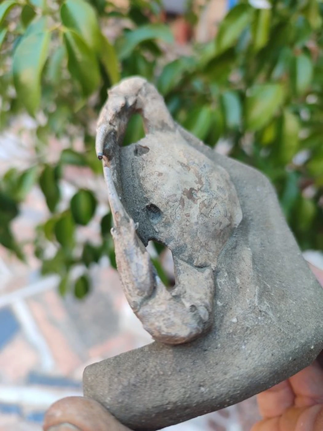 Fossil matrix - 10.5 cm - 7.4 cm
