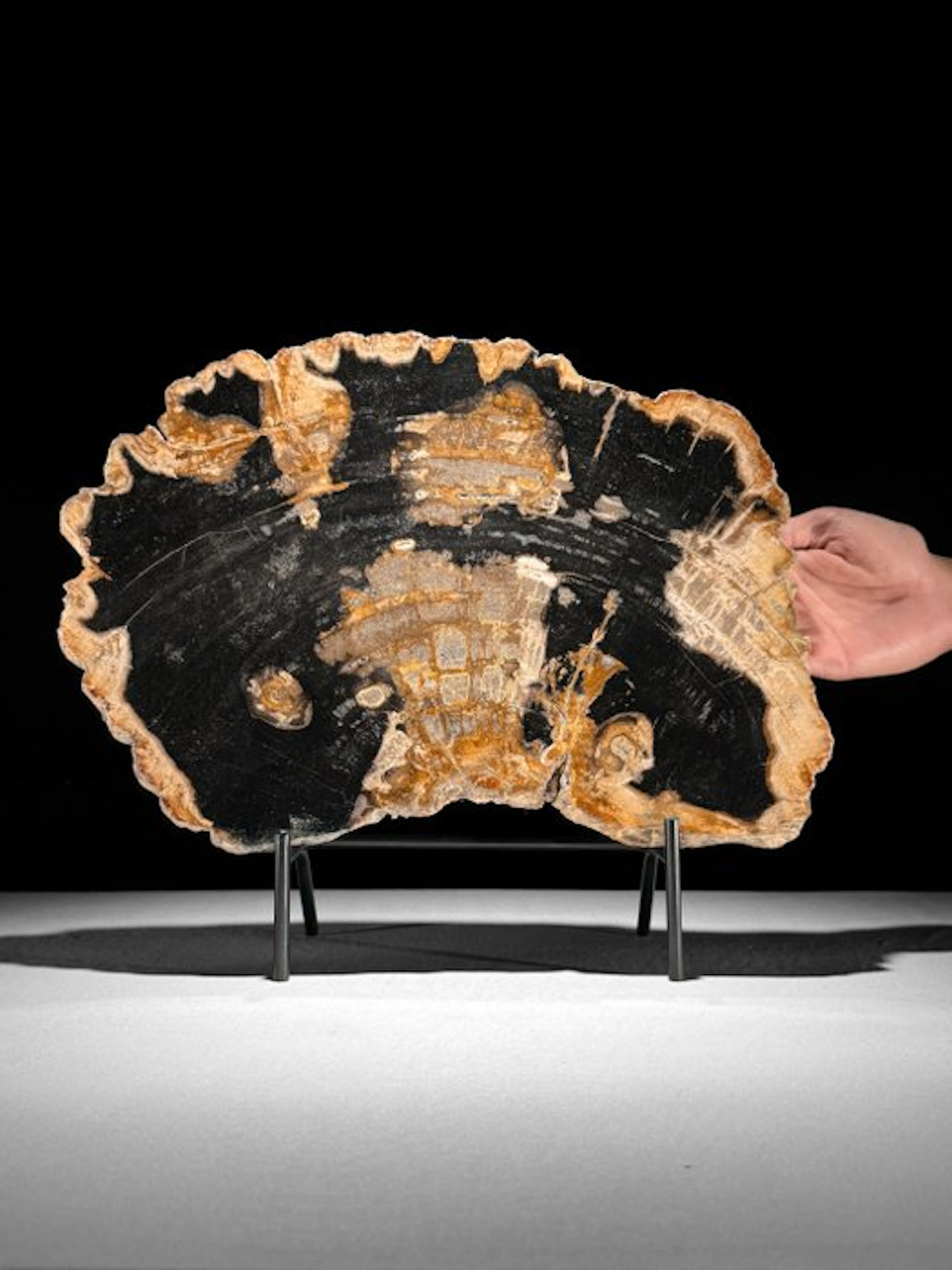 C - Wonderful Petrified Wood Slice on a custom Stand...