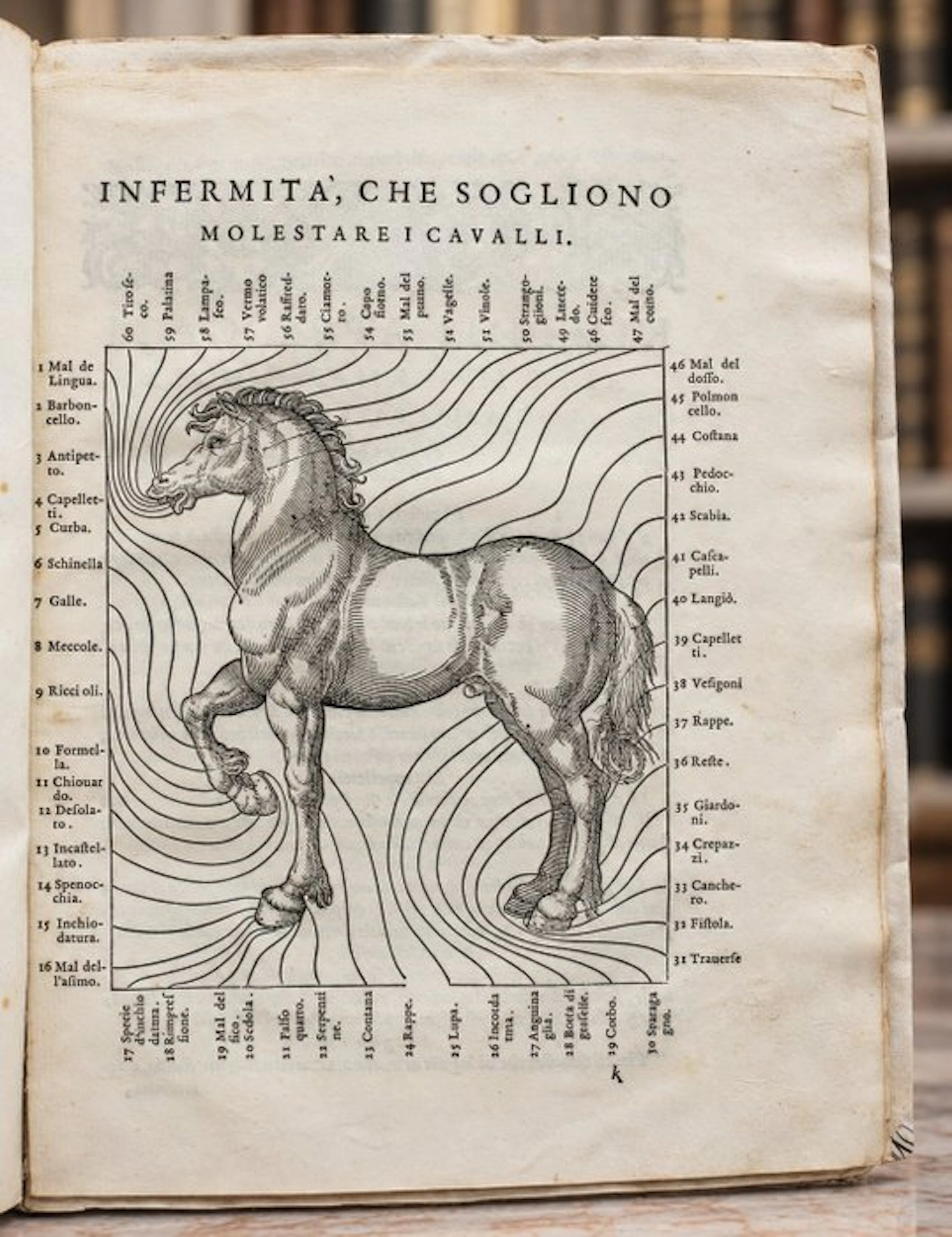 Grisone - Ordini di Cavalcare [Bound w:] Infermità de’ Cavalli - 1590