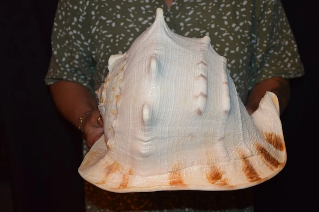 Sea Snail Sea shell - M-865 CASSIS CORNUTA