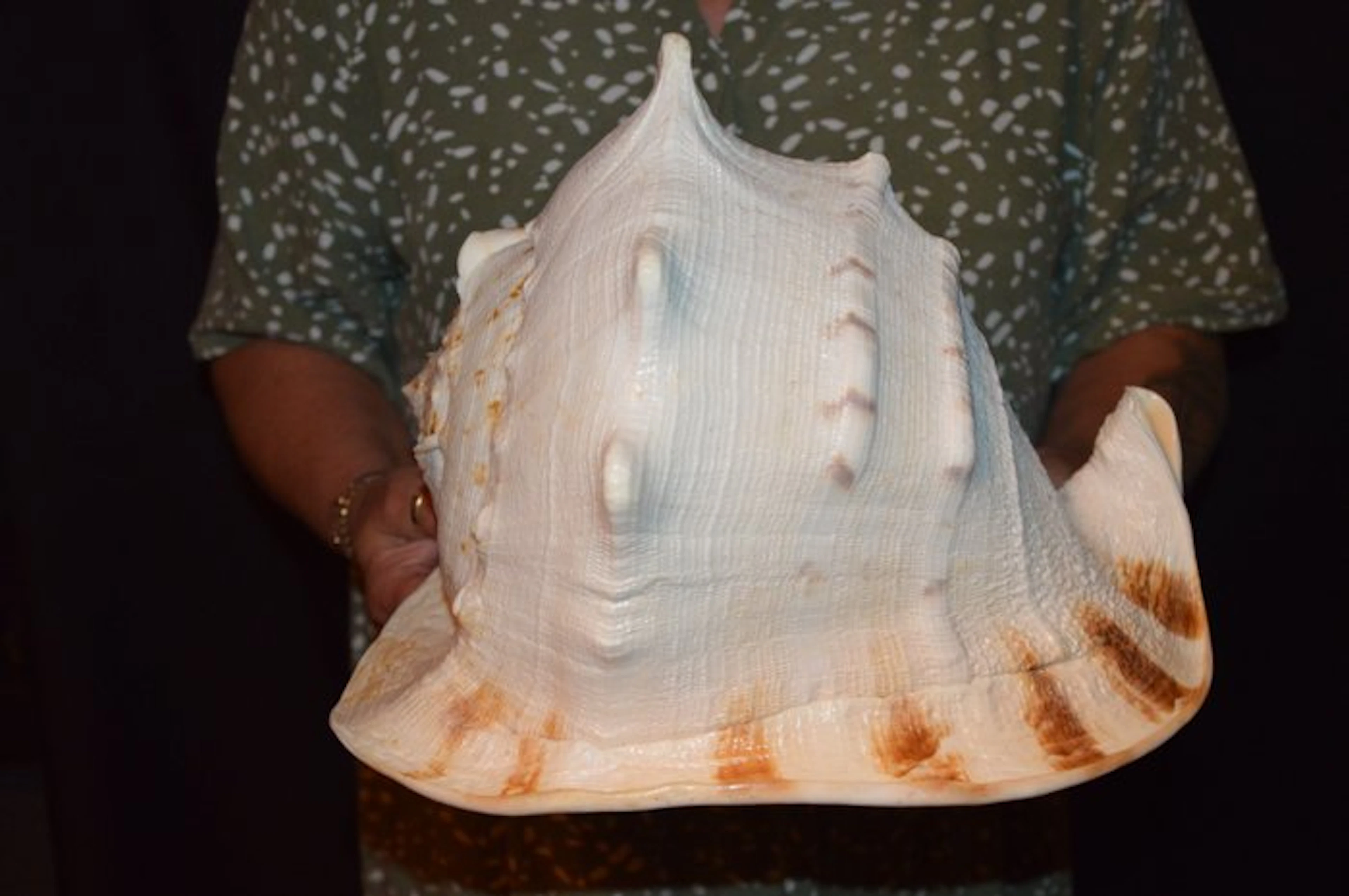 Sea Snail Sea shell - M-865 CASSIS CORNUTA