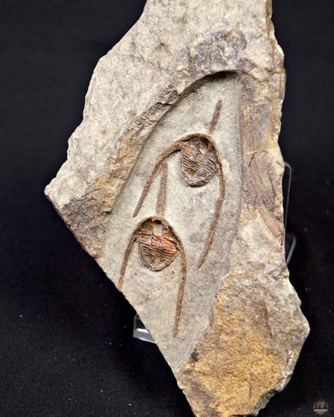 Trilobite - Fossilised animal - Ampyx cf. priscus