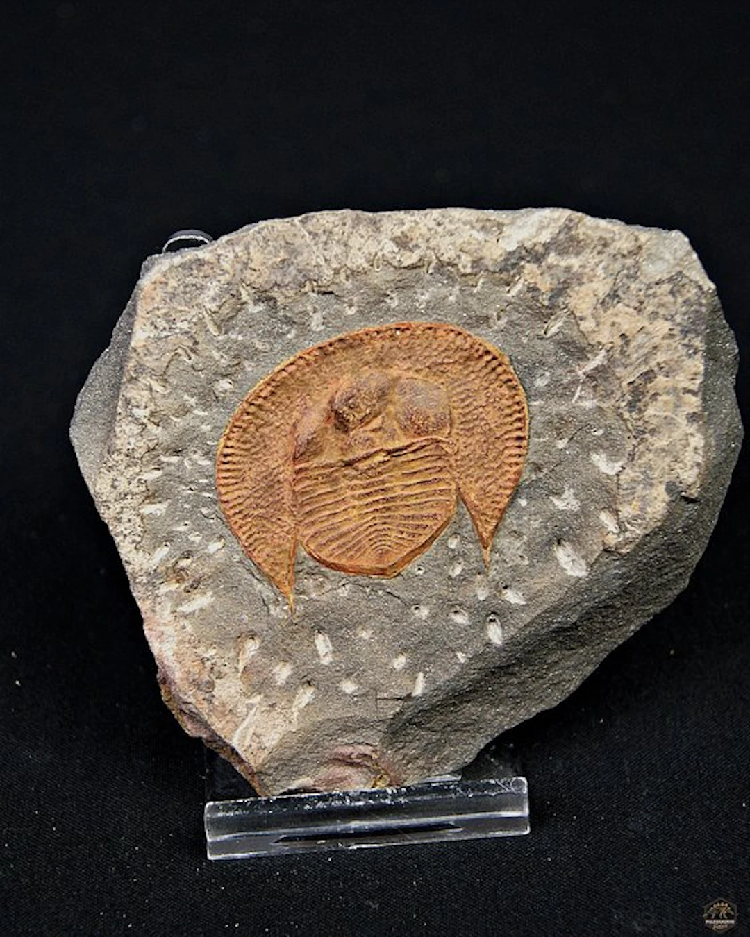 Exclusive plaque featuring Declivolithus trilobite — Very...