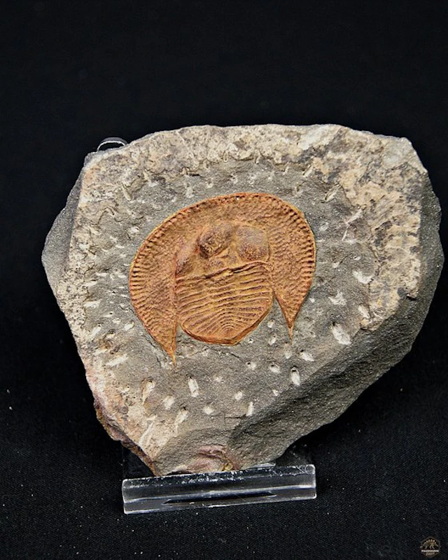 Exclusive plaque featuring Declivolithus trilobite — Very...