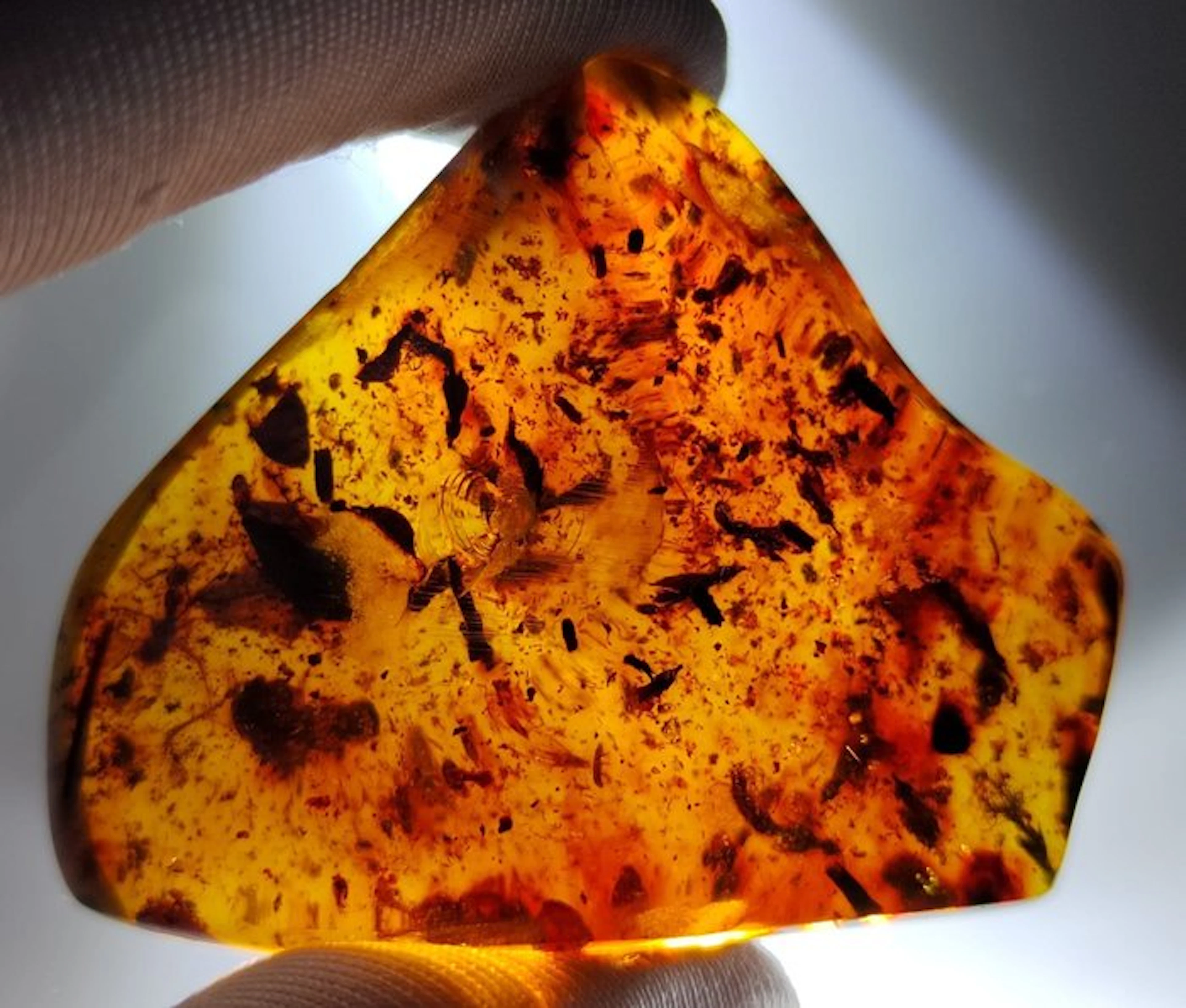 FOSSlL-AMAZING!! Dominican amber- 32 g