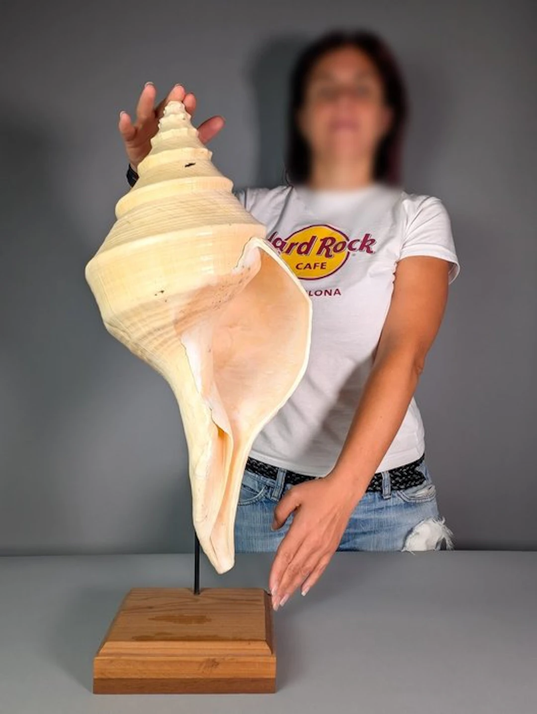 Large Australian Trumpet Shell on Custom Wooden Display...