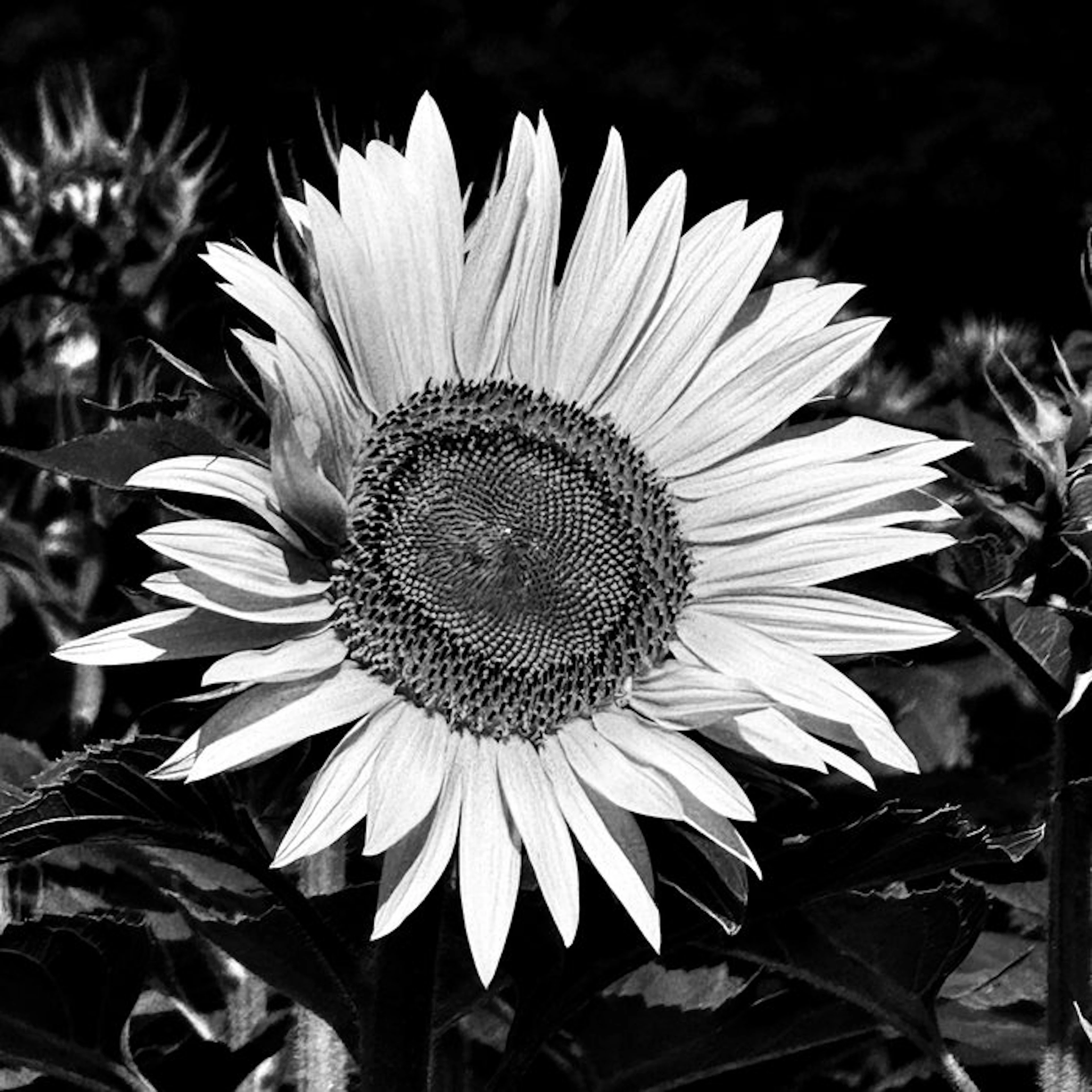 Agathe Toman - SUNFLOWER - #1 - 5/20