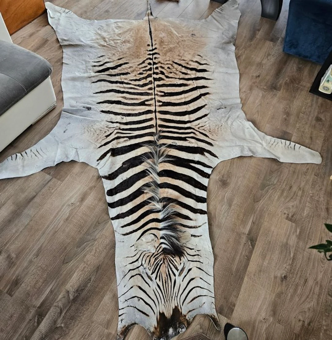 Zebra Taxidermy full body mount - Equus quagga - 300 cm - 220 cm - 1 cm