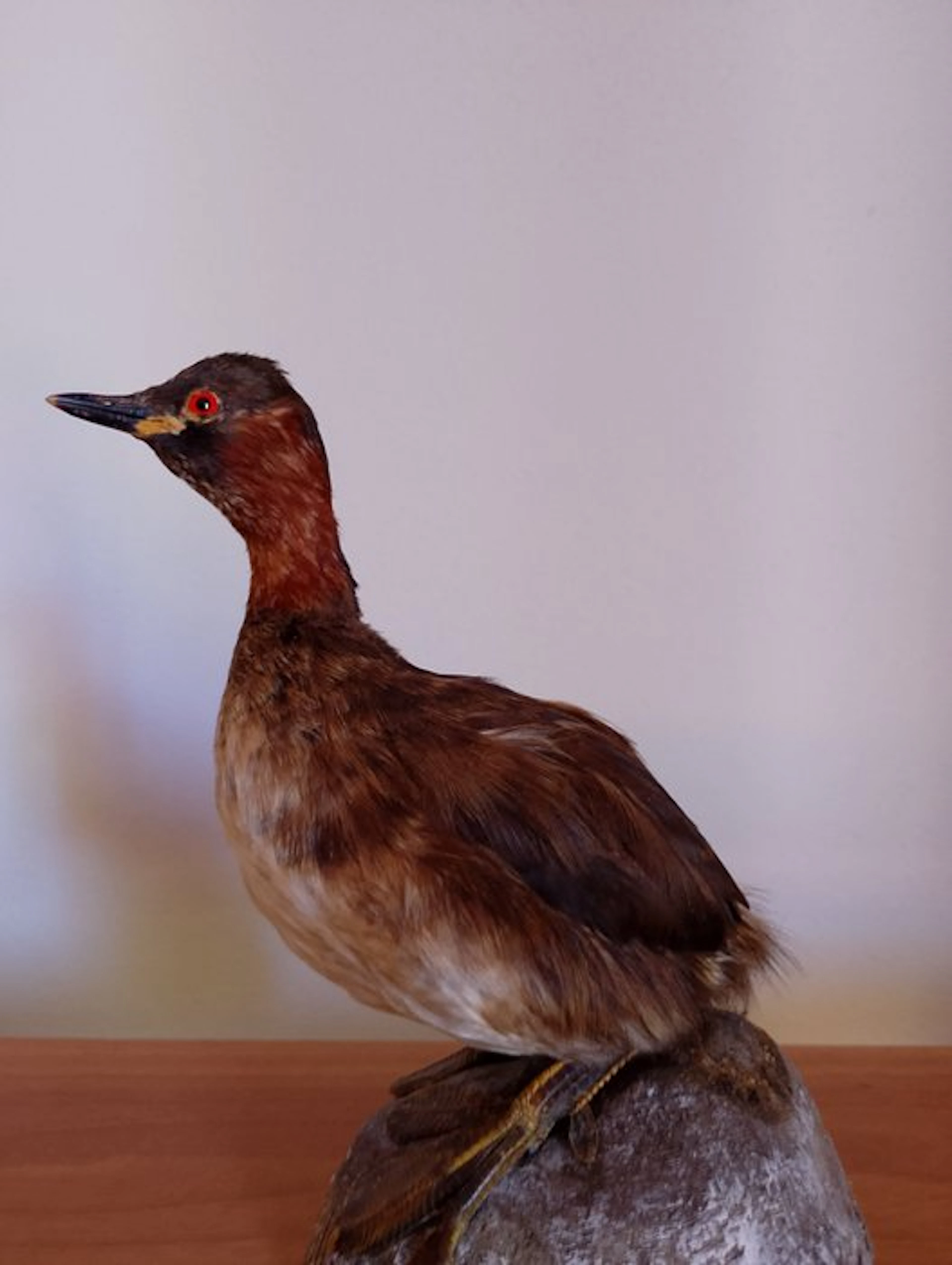 Tuffetto Taxidermy full body mount - Tachybaptus...