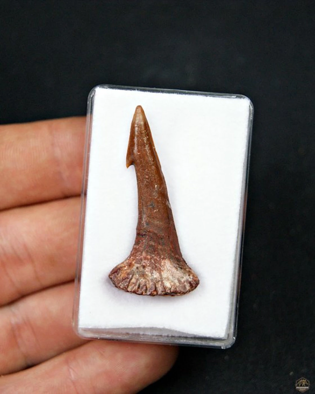 Giant Sierra Shark - Fossil tooth - Onchopristis sp. (No reserve price)