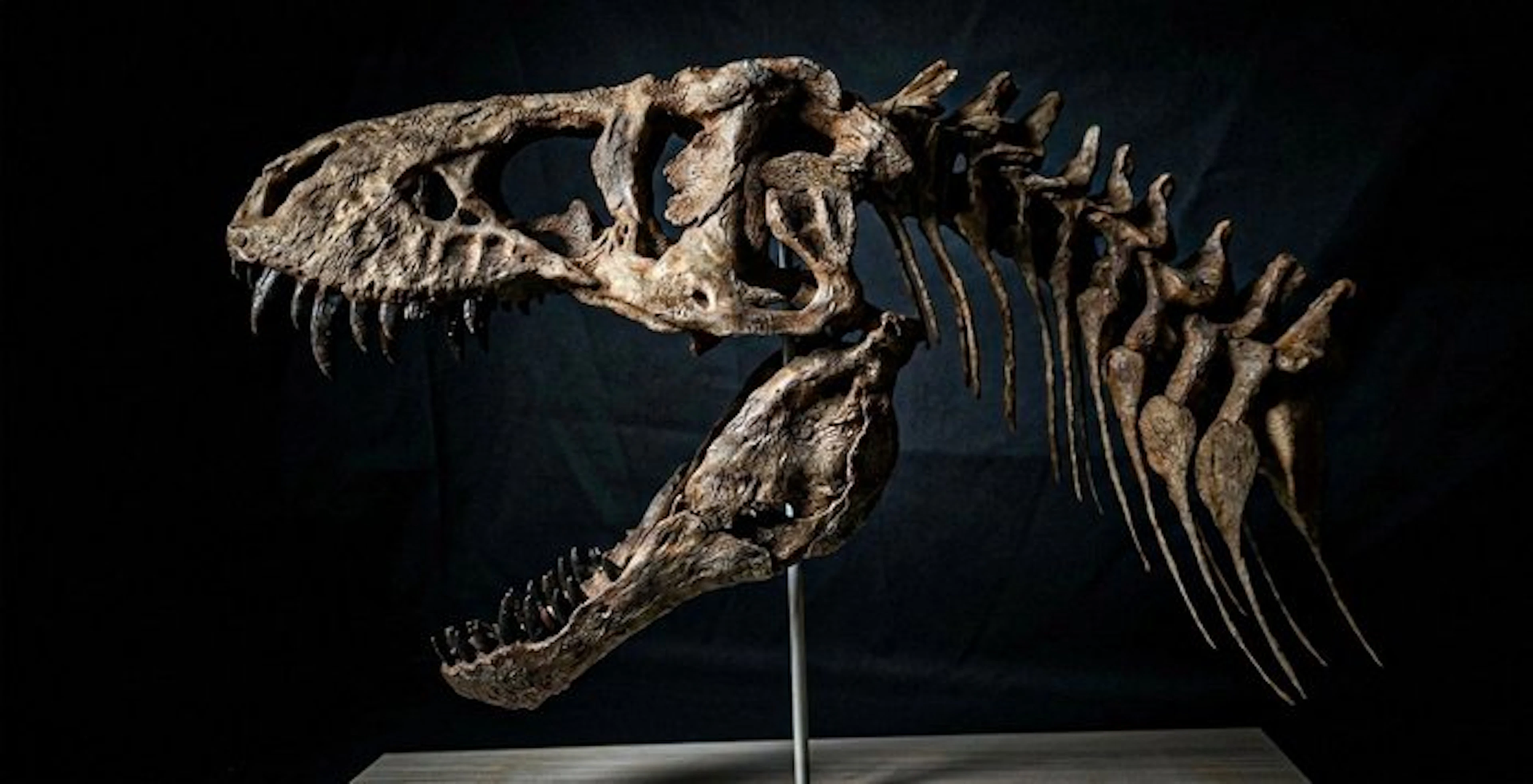 Replica Tyrannosaurus Rex 45cm - Fossil skull