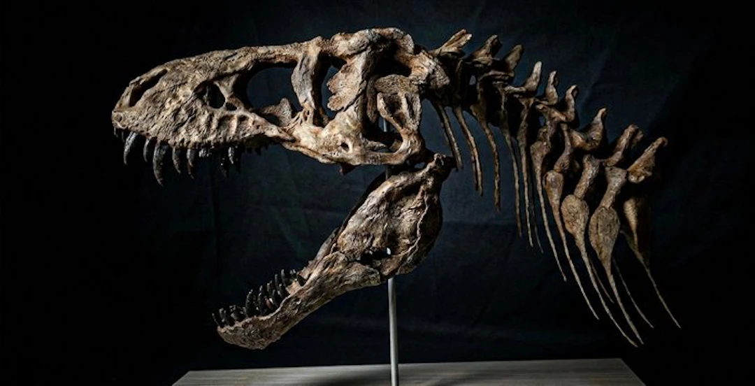 Replica Tyrannosaurus Rex 45cm - Fossil skull