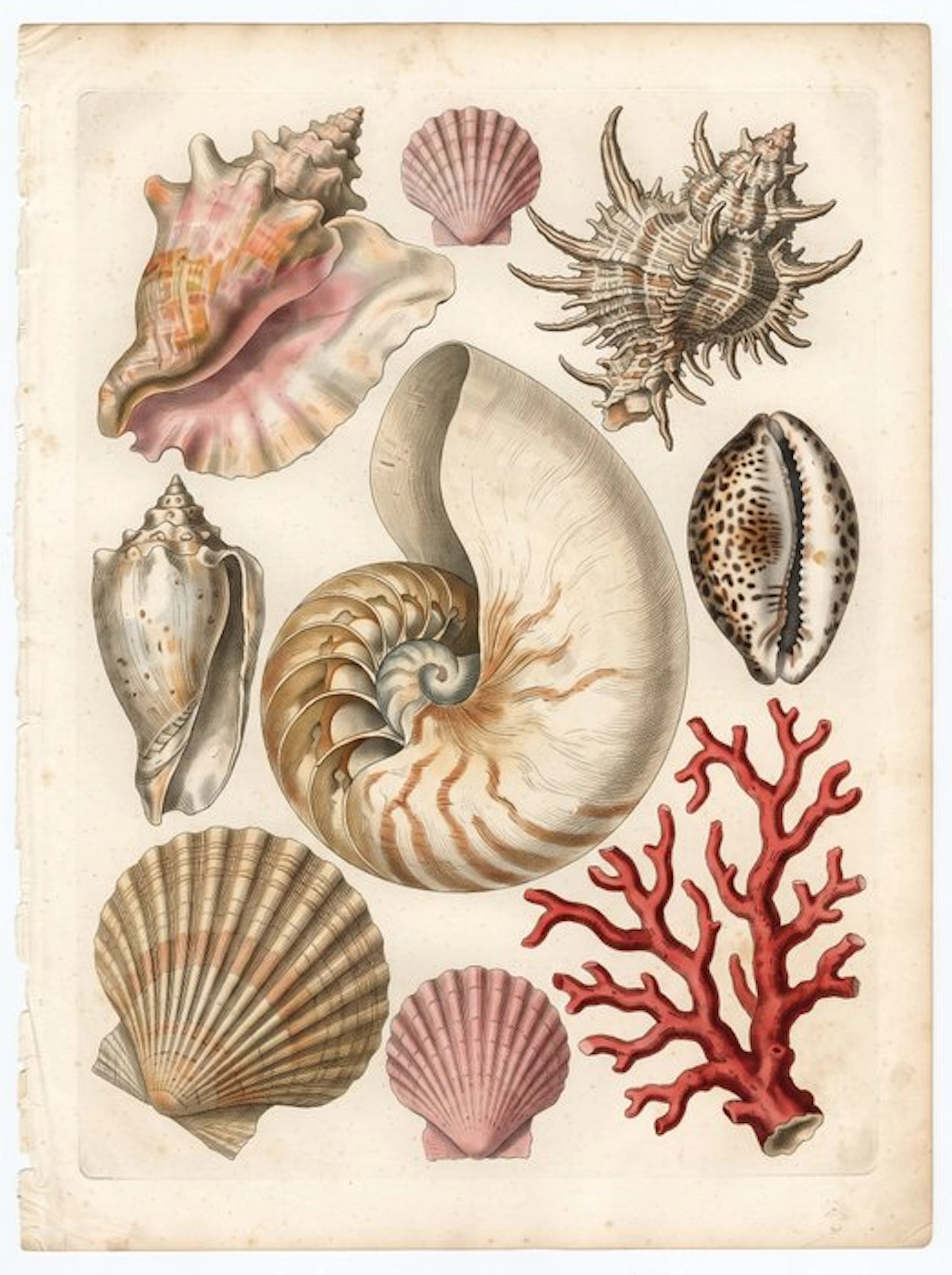 Henshin - Seashells and Coral - Natural History Plate