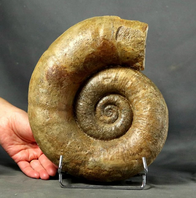 Fine Ammonite - On elegant steel stand - - Fossilised...