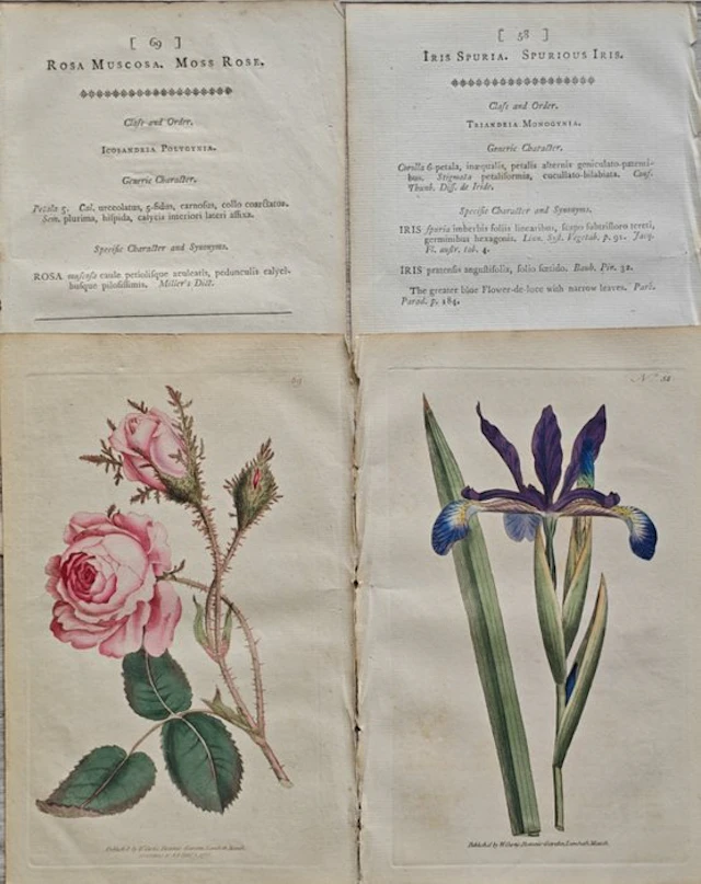 William Curtis (1746 /1799) - Lot. of 4 sheets "The Botanical Magazine" - 1796