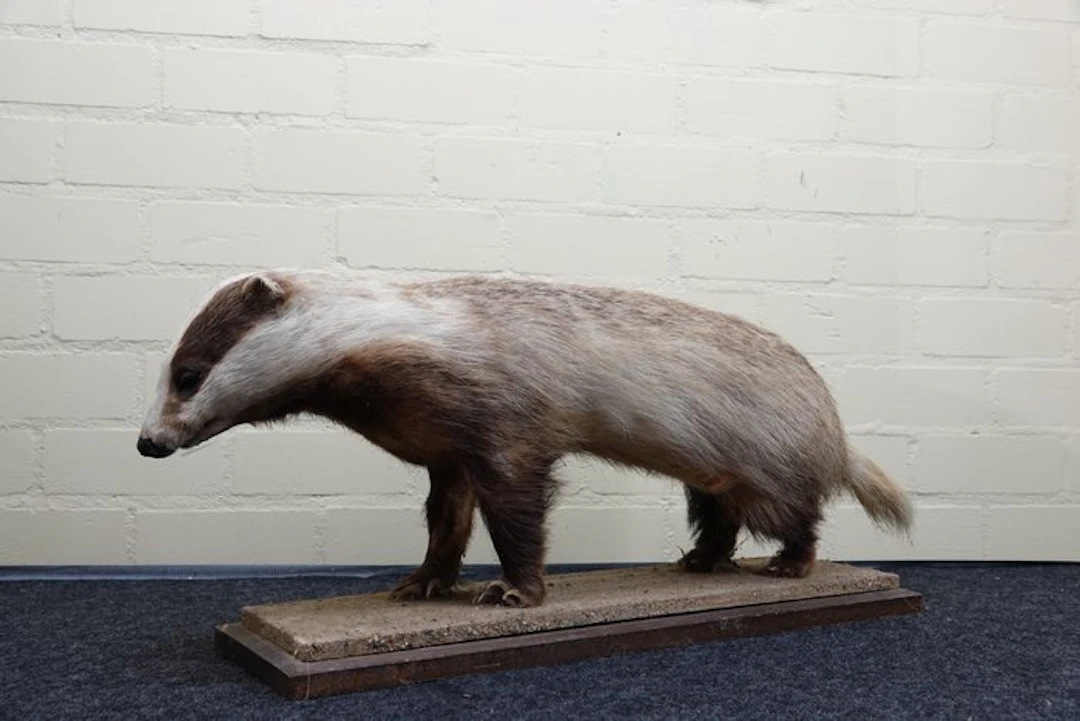 Common Badger - full-body standing mount - Bone - Meles...
