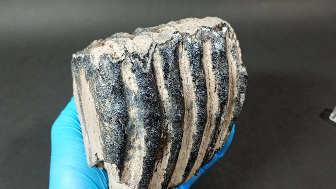 Southern Mammoth - Fossil teeth - Mammuthus meridionalis - 12.5 cm - 10 cm
