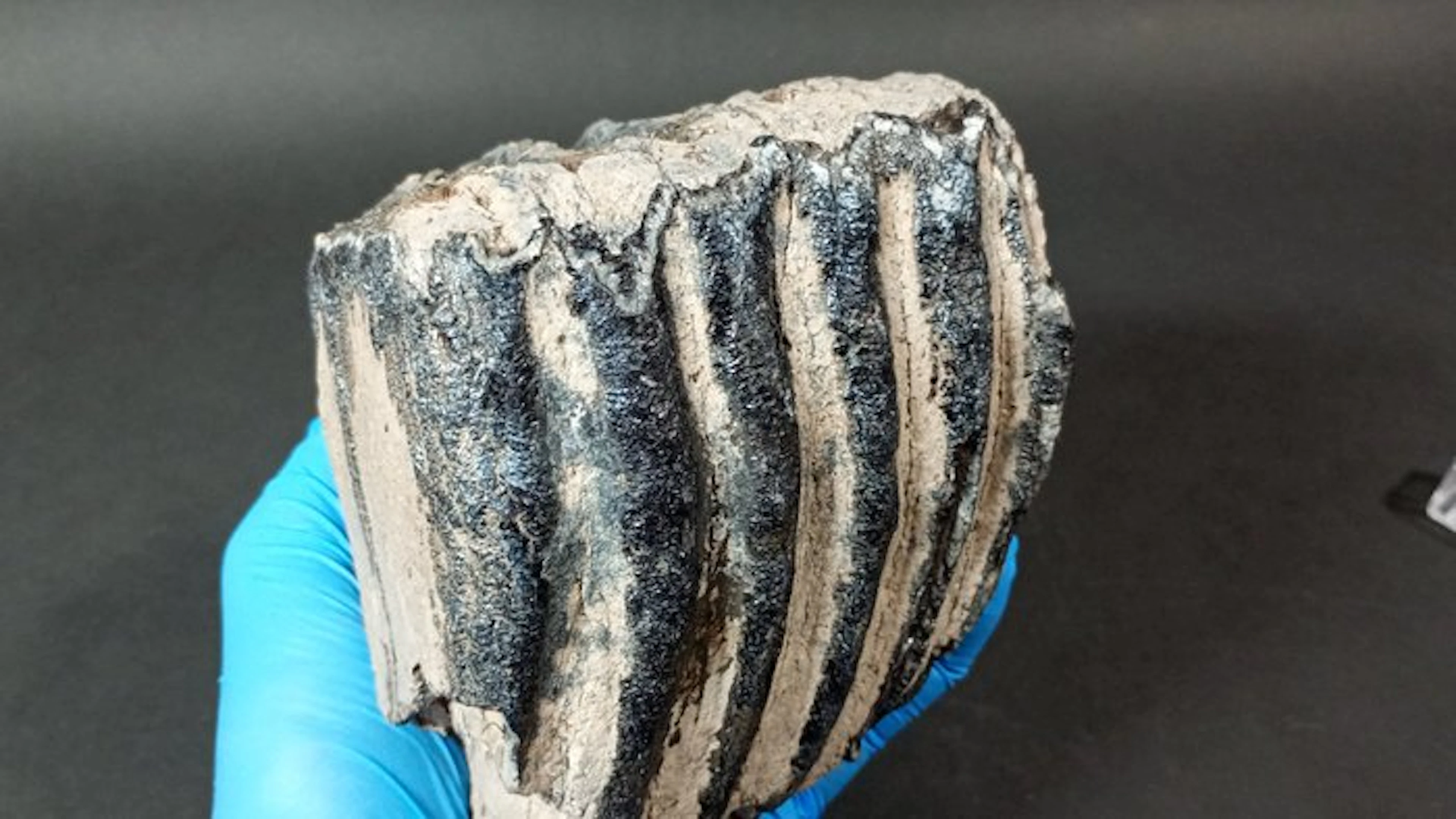 Southern Mammoth - Fossil teeth - Mammuthus meridionalis - 12.5 cm - 10 cm