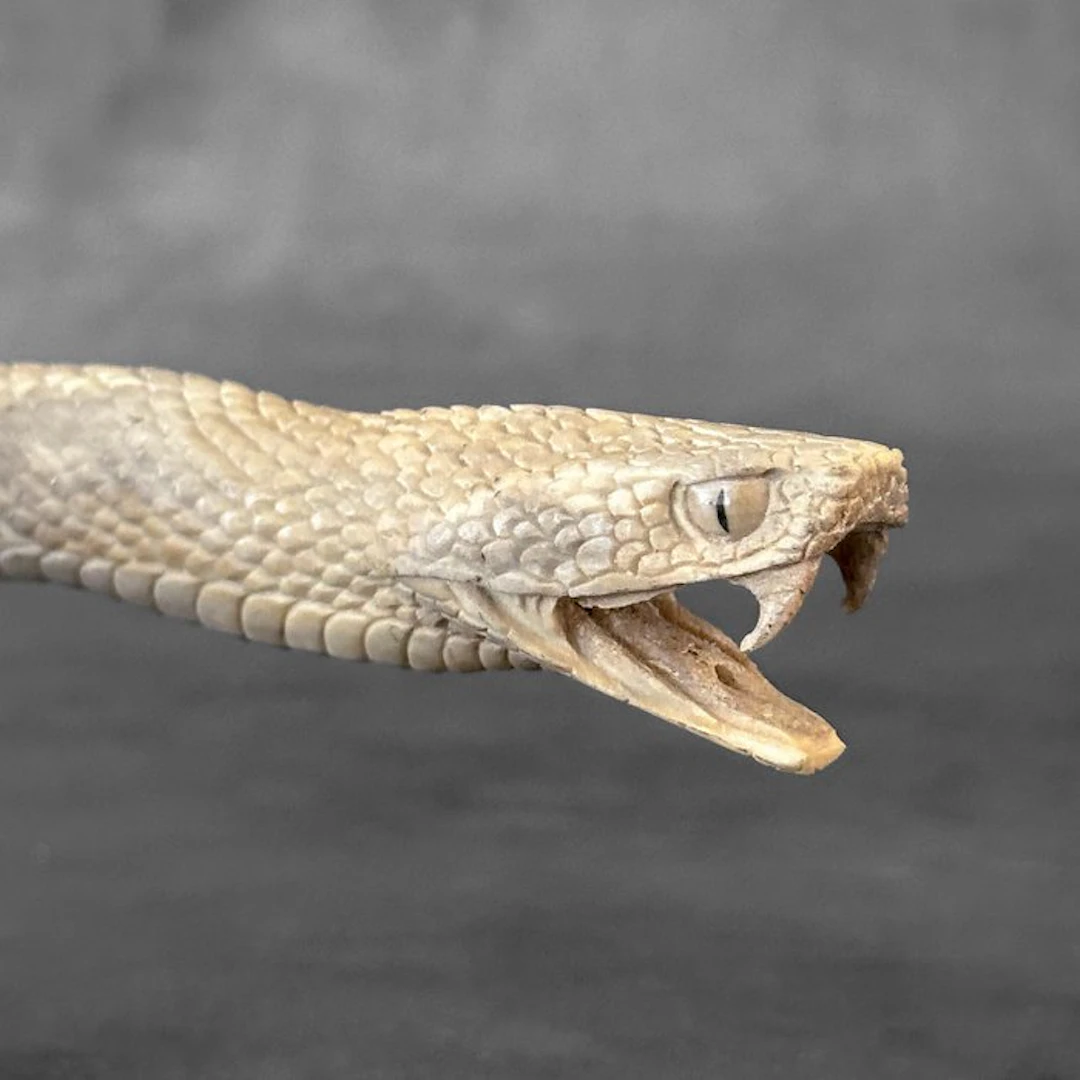 Carving, NO RESERVE PRICE - Stunning Snake Head carving...