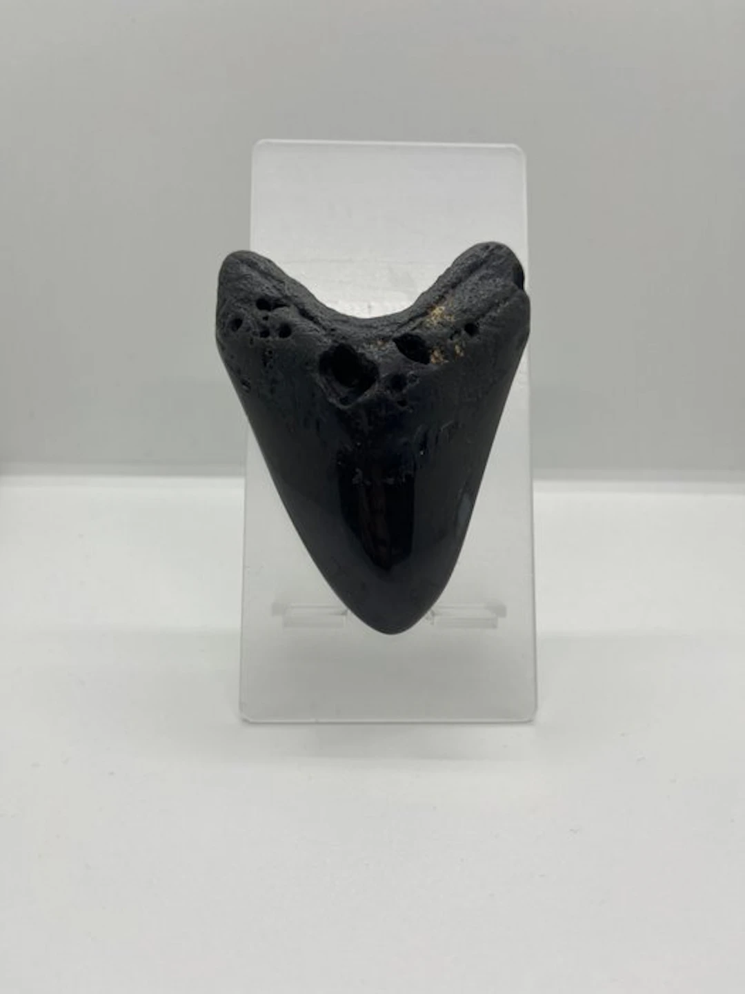 Megalodon - Fossil tooth - 10.5 cm - 7 cm