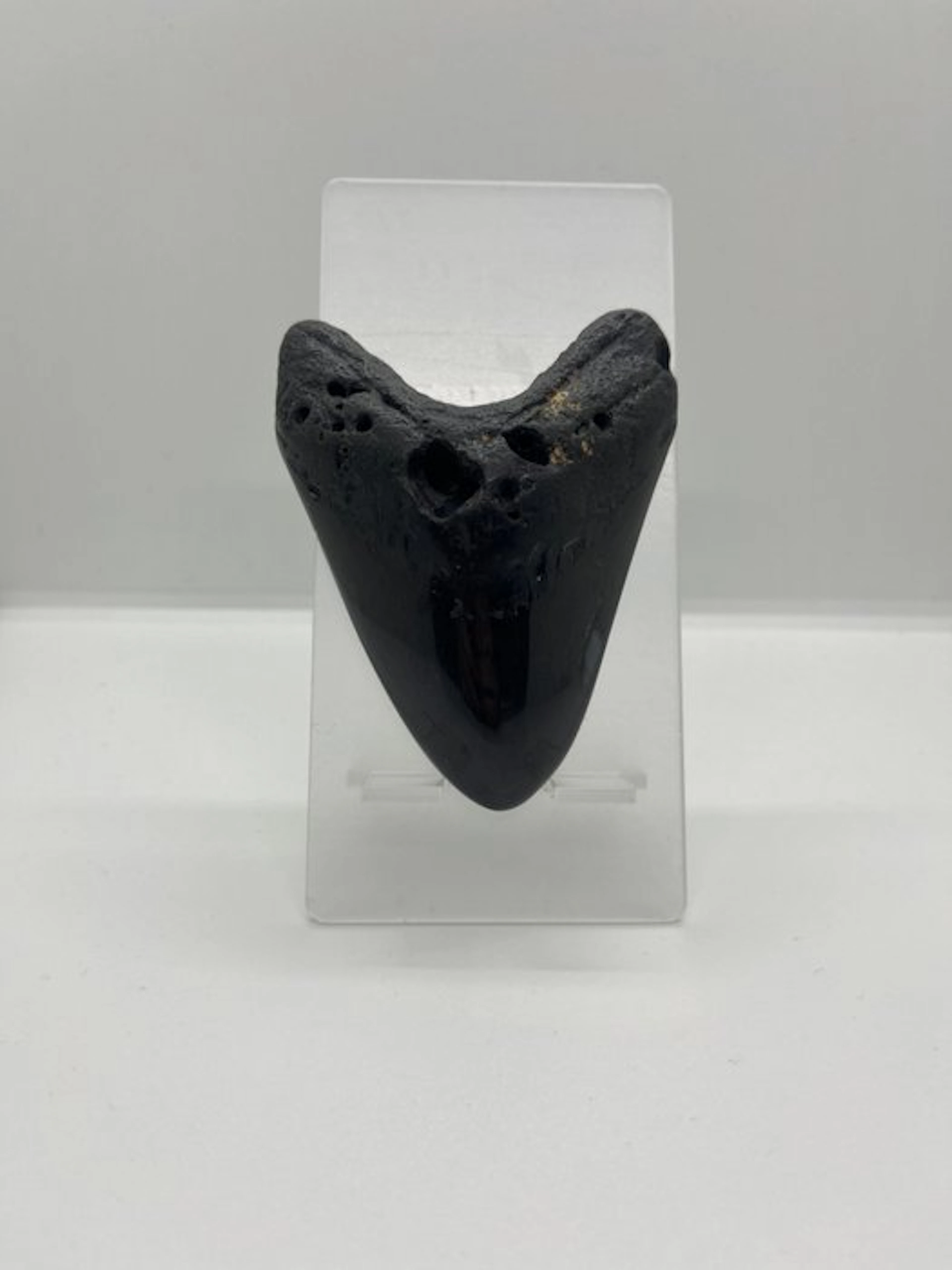Megalodon - Fossil tooth - 10.5 cm - 7 cm