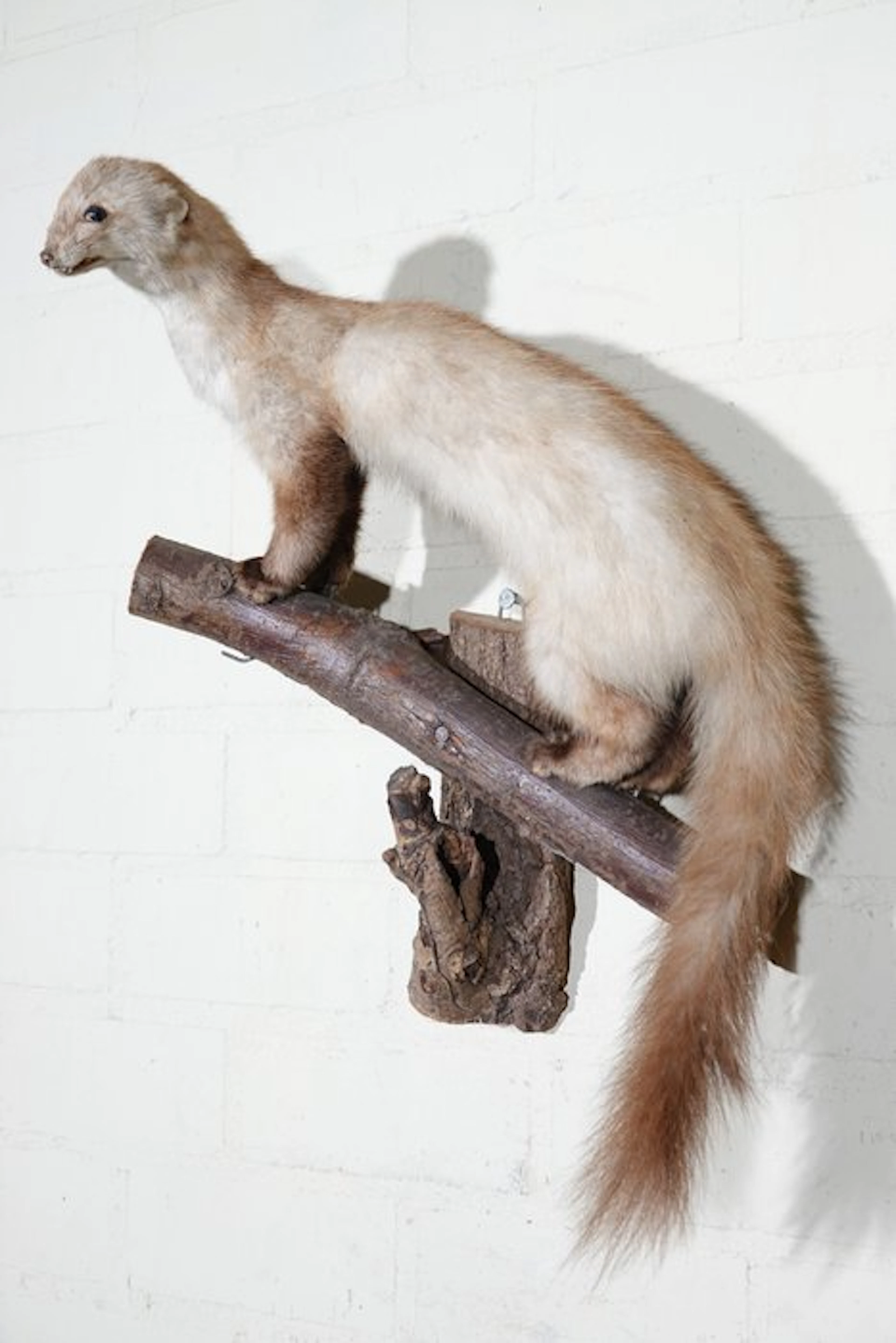 Stone Marten - Taxidermy full body mount - Martes foina...
