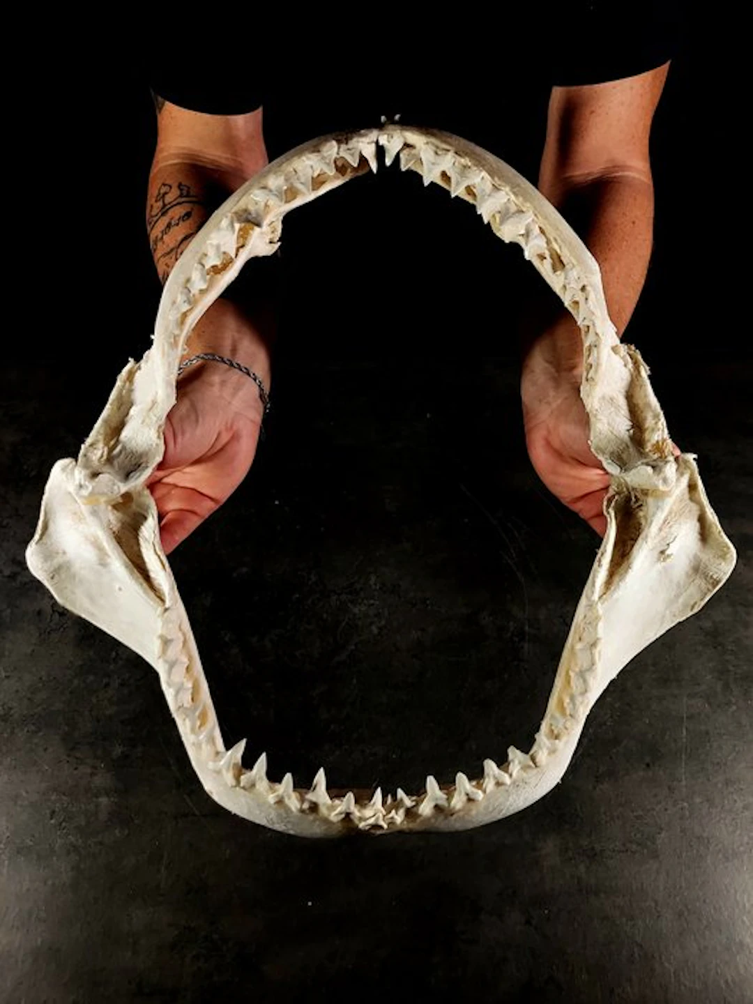 rare and enormous jaw of the Zambezi shark Taxidermy full...