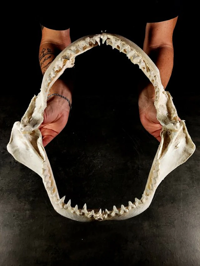 rare and enormous jaw of the Zambezi shark Taxidermy full...