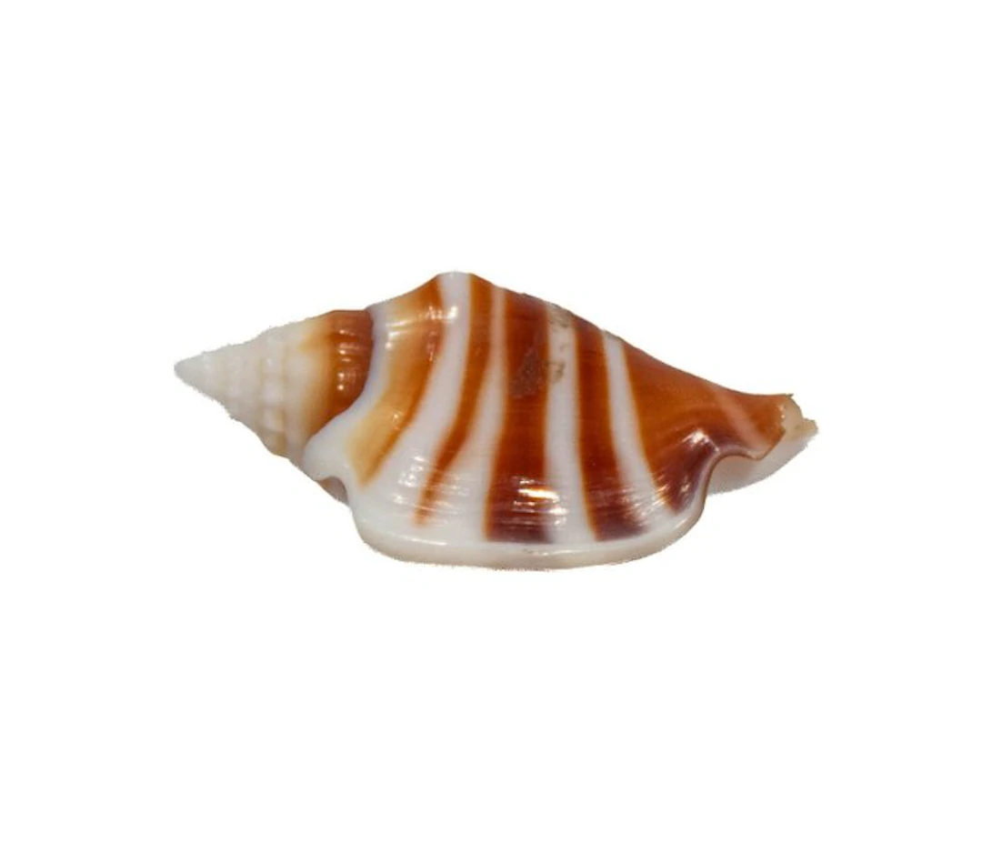 Elegant collectible: Athens-winged snail (Ministrombus athenius) – 35 mm