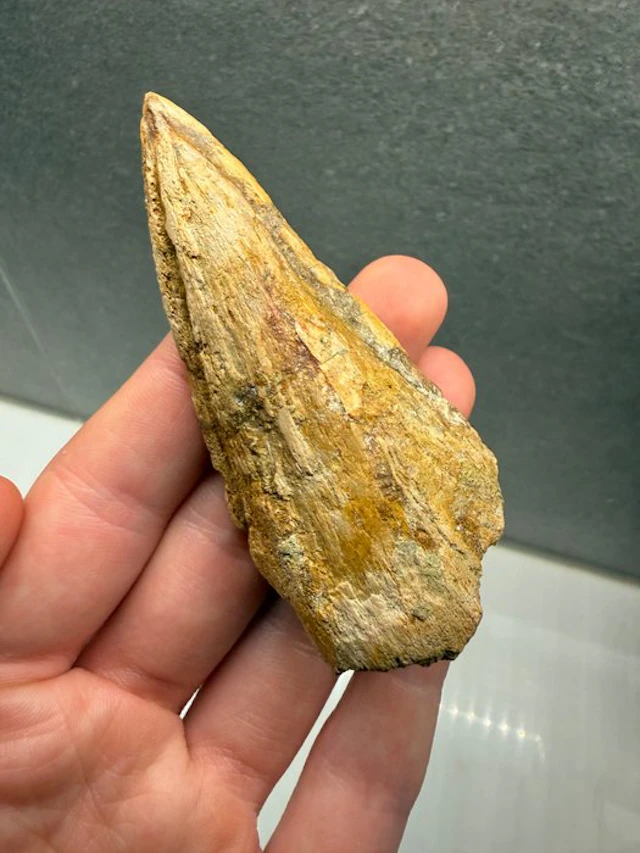 Spinosaur - Fossilised claw - Spinosaurus Aegyptiacus - 9.5 cm - 4 cm
