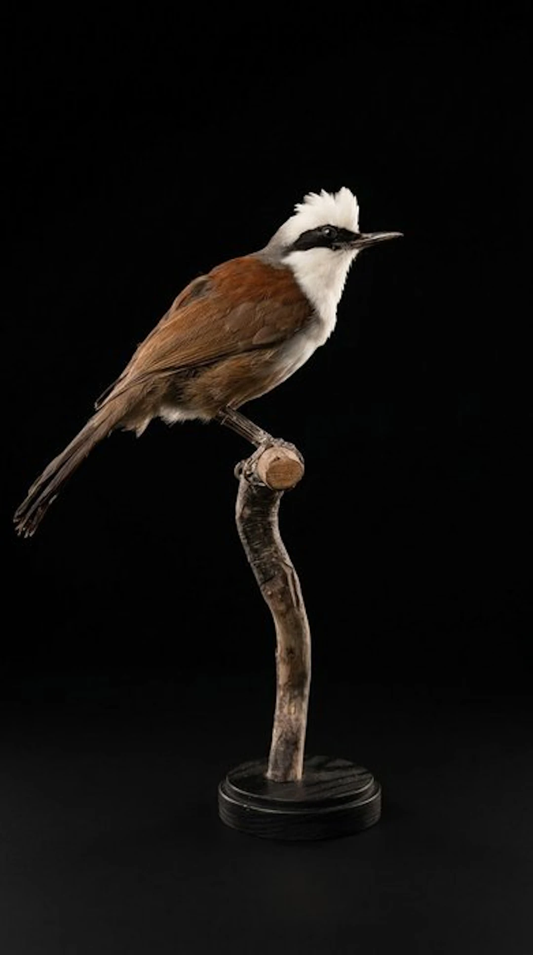 White-crested Laughingthrush Taxidermy full body mount...