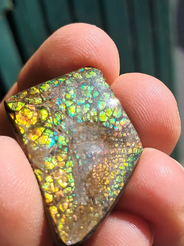 Ammolite - Fossil fragment - Placenticeras - 3.1 cm - 2.3 cm (No reserve price)