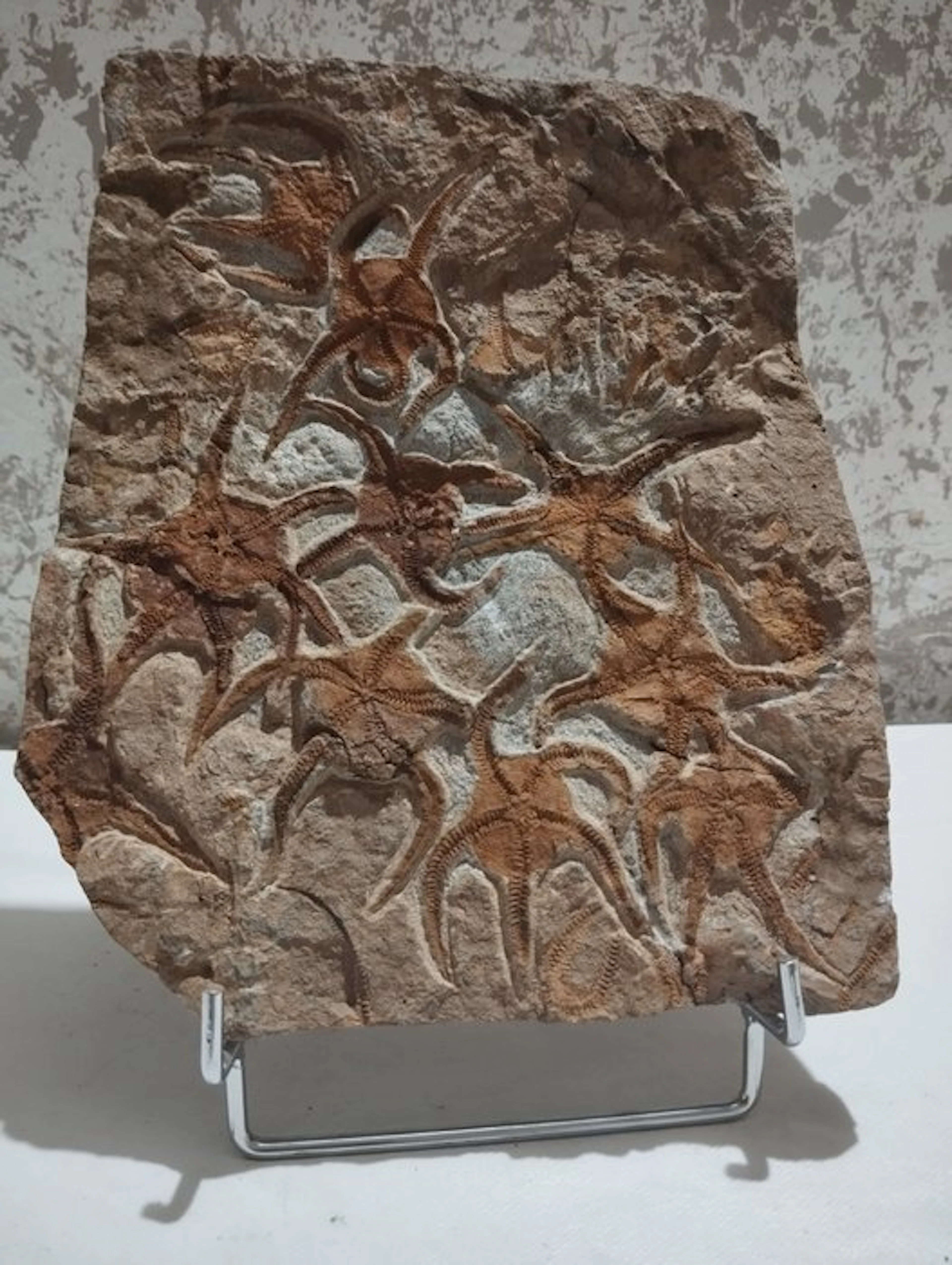 Starfish - Fossilised animal - 25.5 cm - 21.5 cm