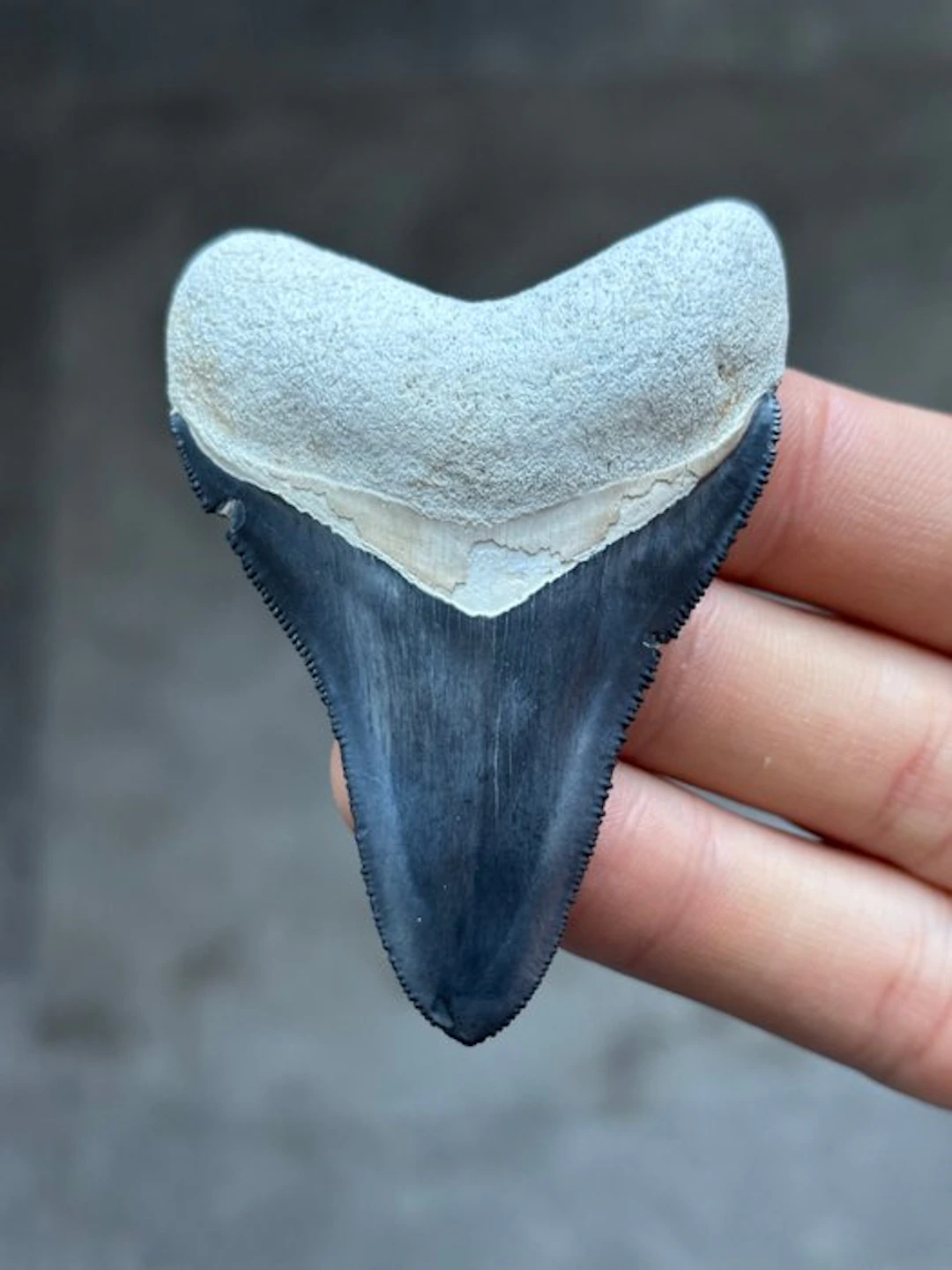 Megalodon - Fossil tooth - Otodus Megalodon - 7.39 cm