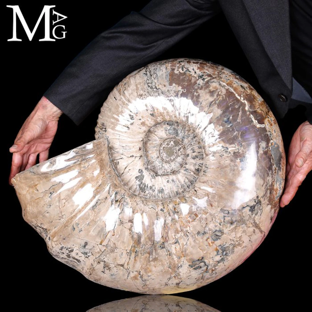 A Museum Specimen - XXL Giant Size - Giant Douvilleiceras...