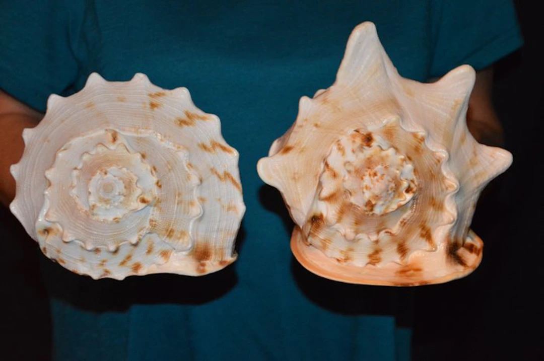 Sea Snail Sea shell - S-627 CASSIS CORNUTA (No reserve price)