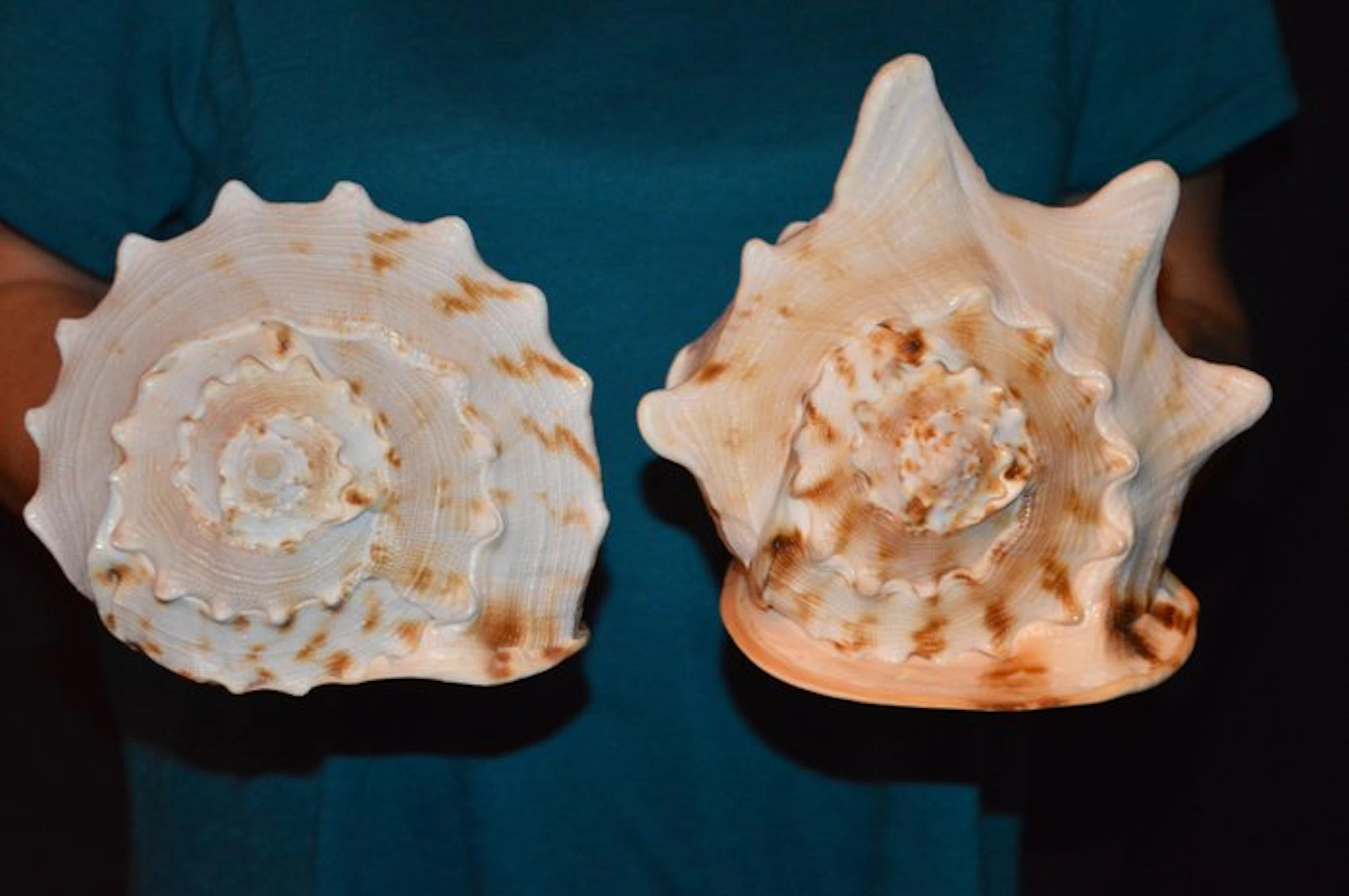 Sea Snail Sea shell - S-627 CASSIS CORNUTA (No reserve price)
