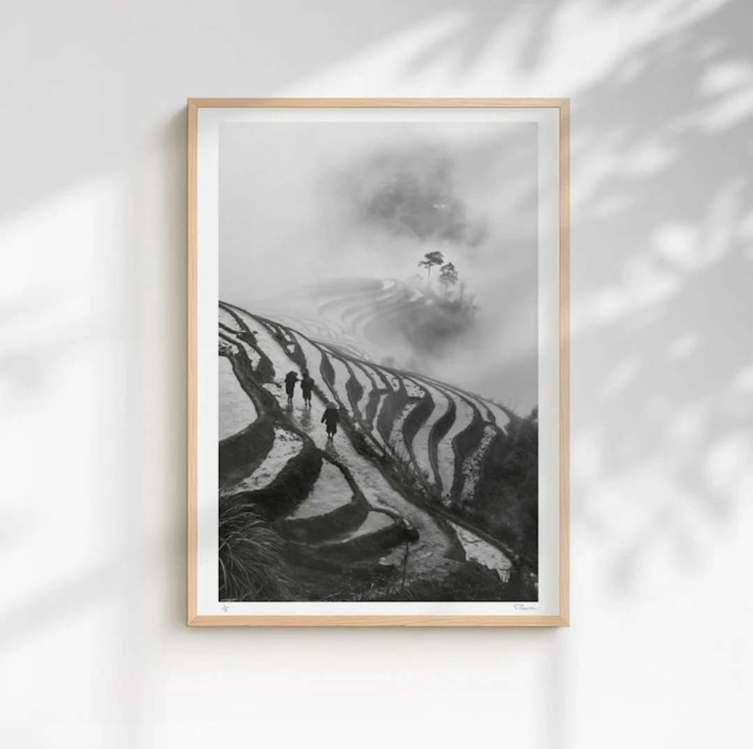 Padame ONE - Misty Rice Field