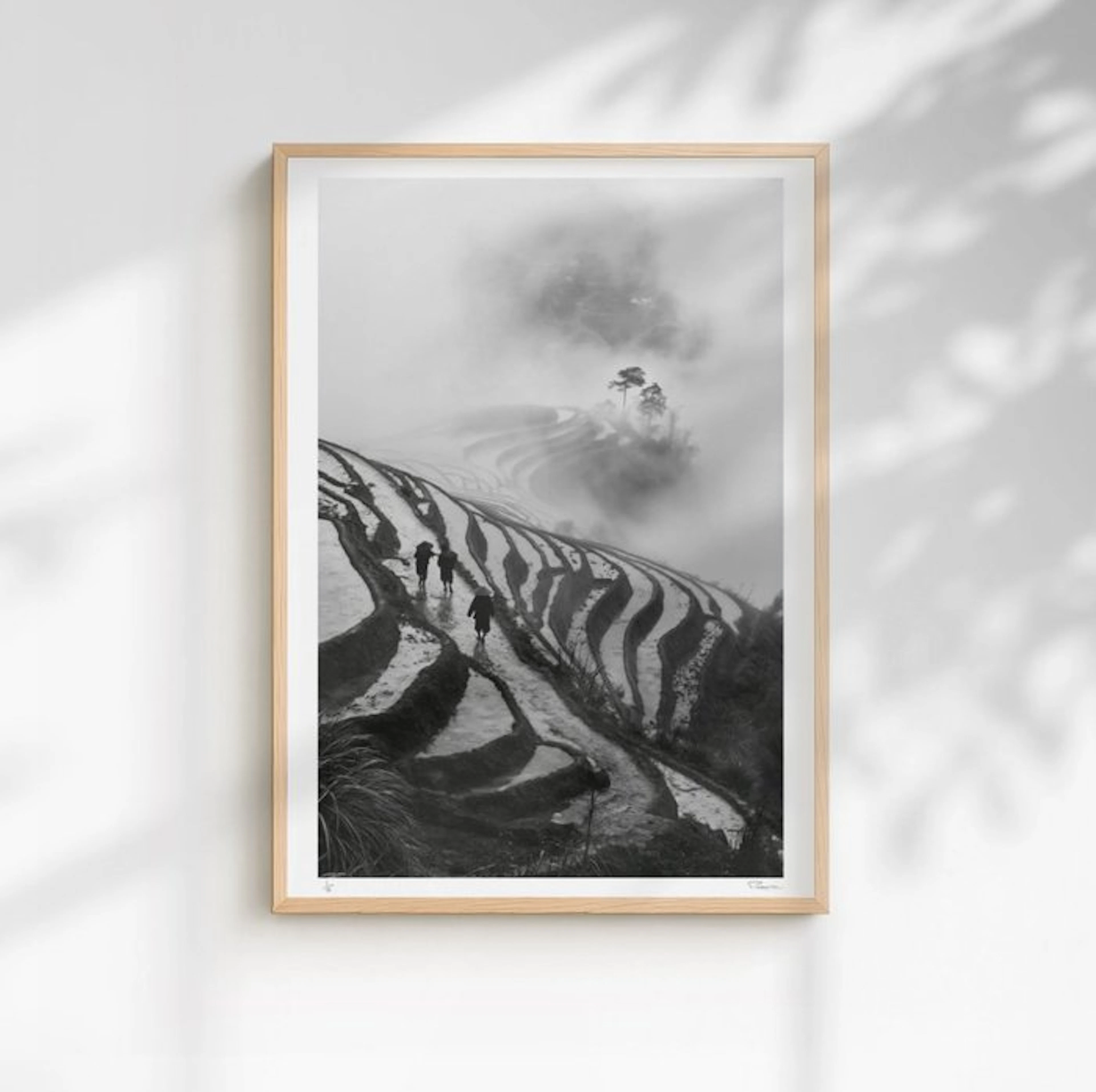 Padame ONE - Misty Rice Field