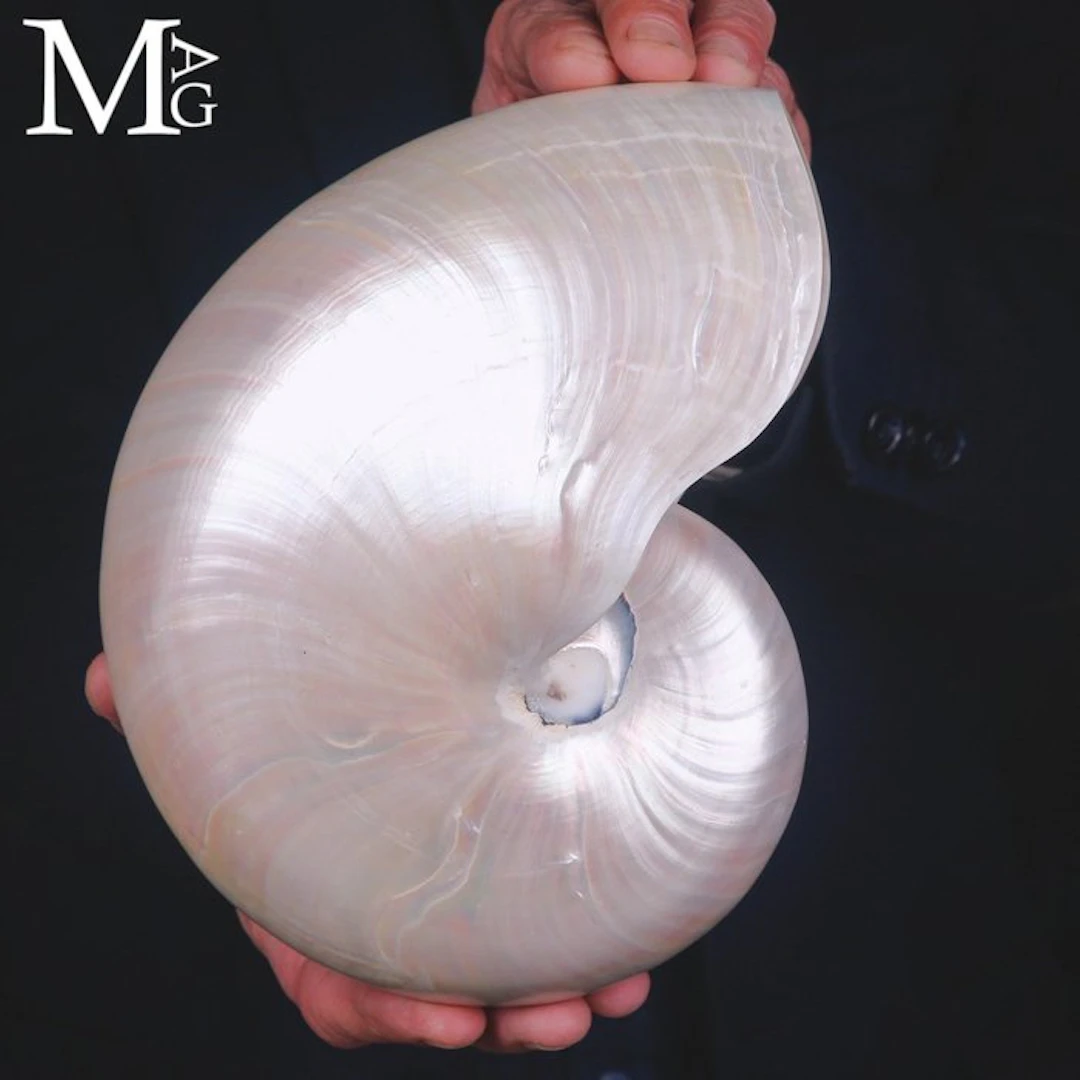 Nautilus Pompilius Extra - Polished Mother of Pearl Shell...