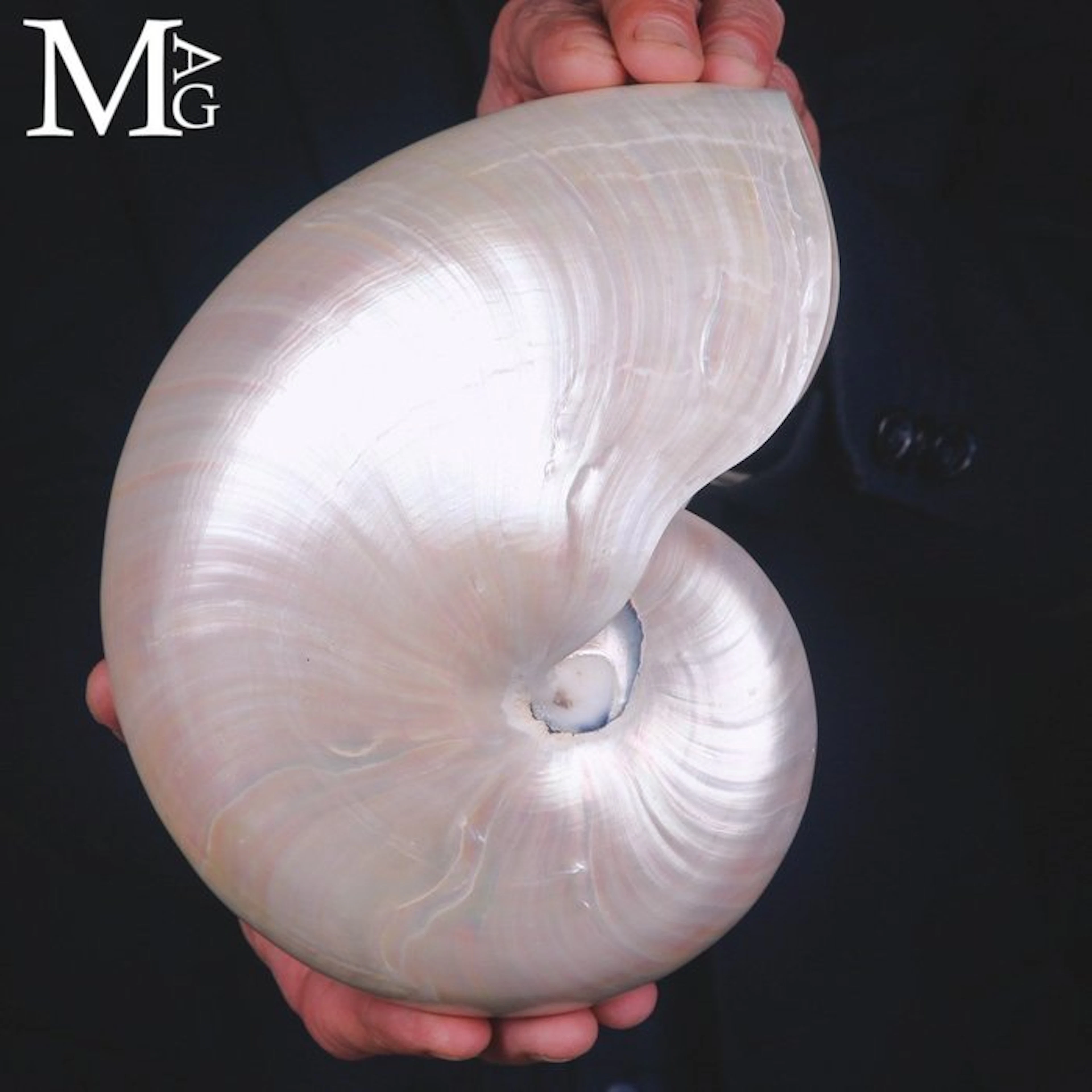 Nautilus Pompilius Extra - Polished Mother of Pearl Shell...