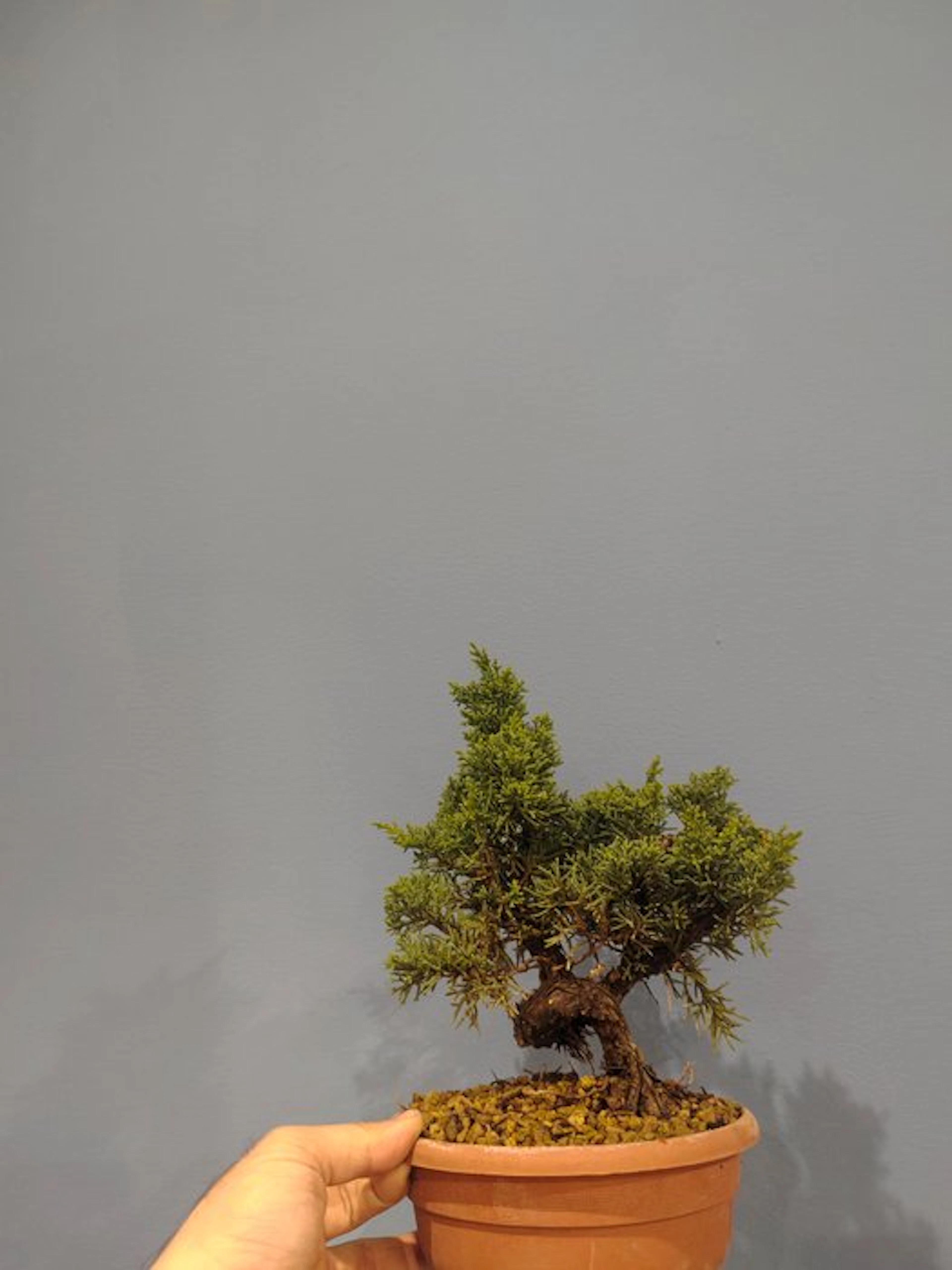 Juniper bonsai (Juniperus) - Height (Tree): 20 cm - Depth (Tree): 25 cm - Japan