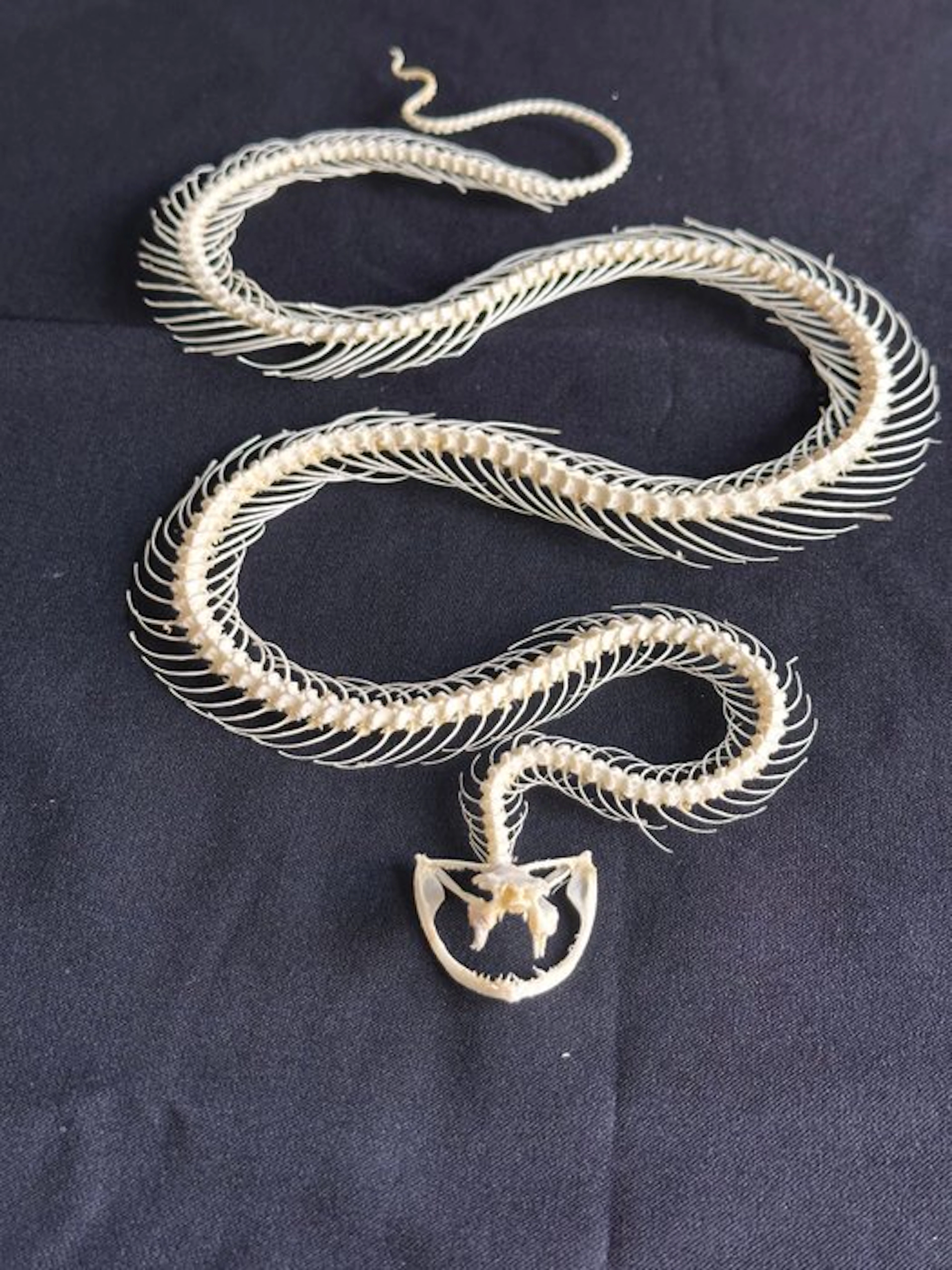 White-lipped Pit Viper Articulated Taxidermy full body...